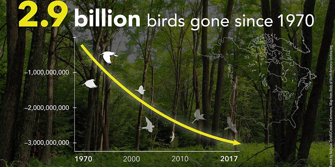 On March 7, Stockton University will host Gone Missing: 3 Billion Birds a panel discussion with Dr. Dr. Adriaan Dokter and other birding experts.