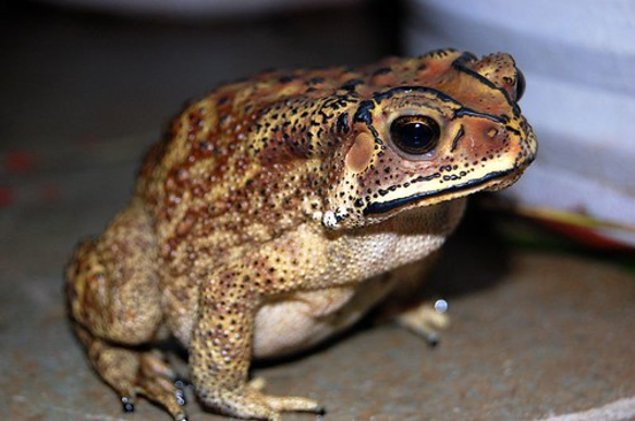 Toad - Amphibian by digitalclickclick is licensed under CC BY-NC-ND 2.0.
