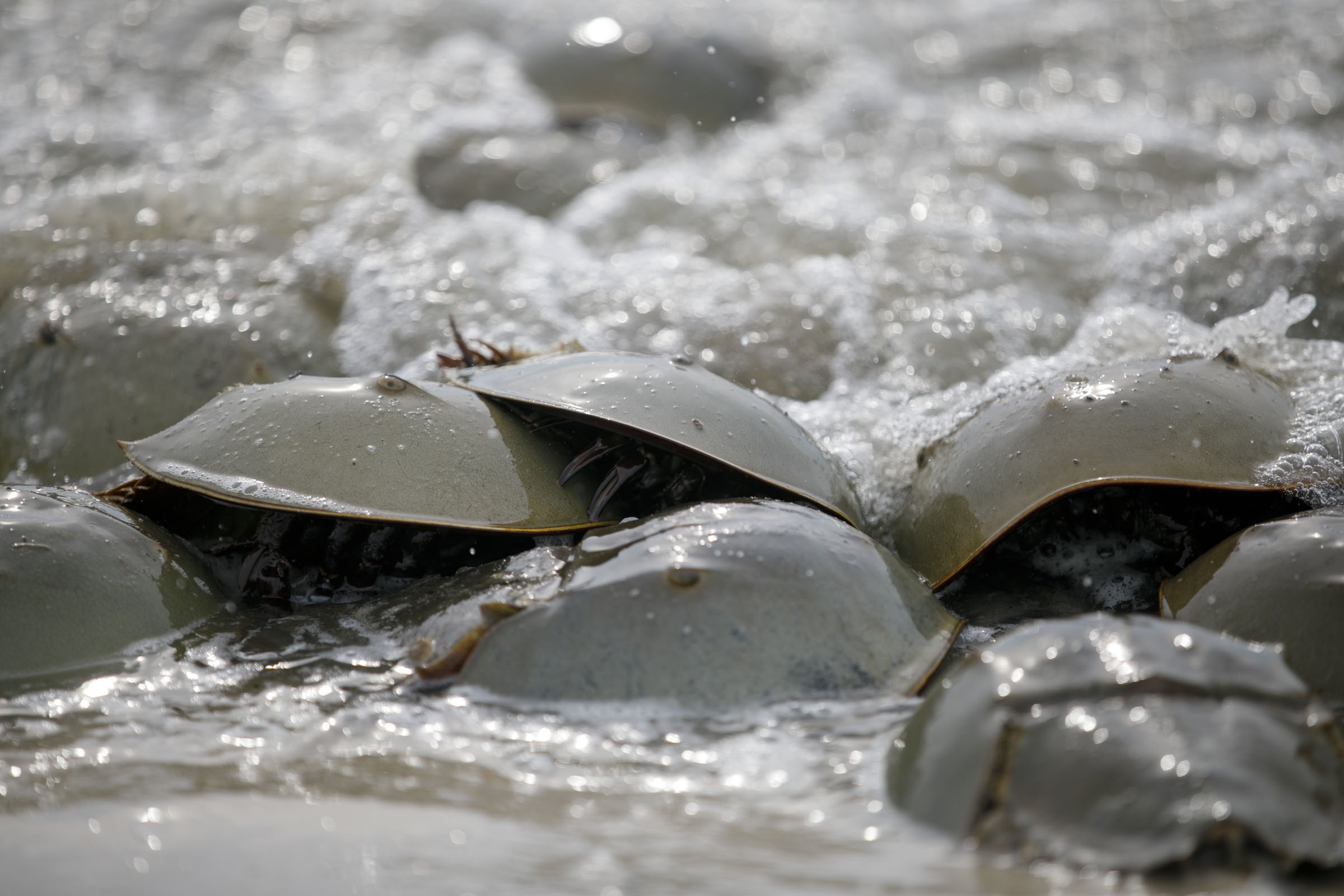 Horseshoe crabs are critical to shorebird - and human - survival