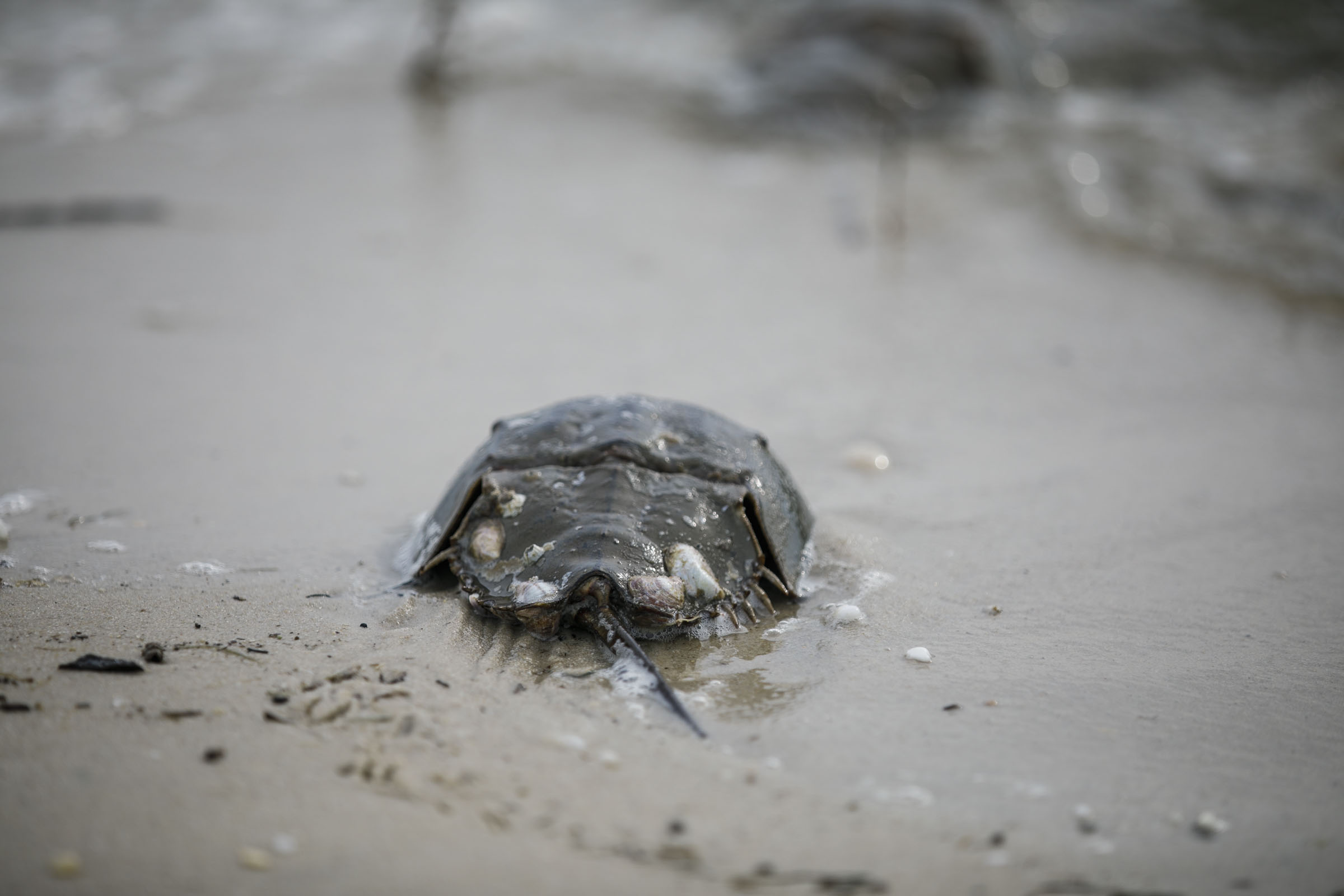 Horseshoe crabs are critical to shorebird - and human - survival