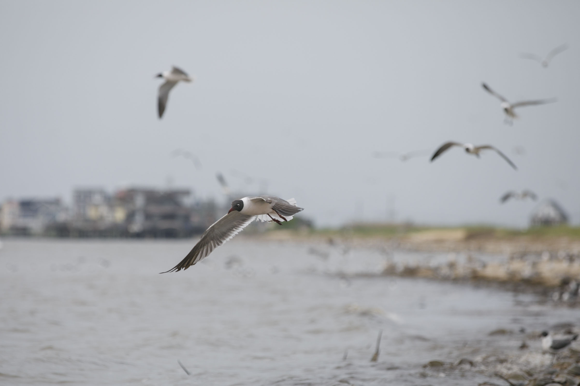 Horseshoe crabs are critical to shorebird - and human - survival