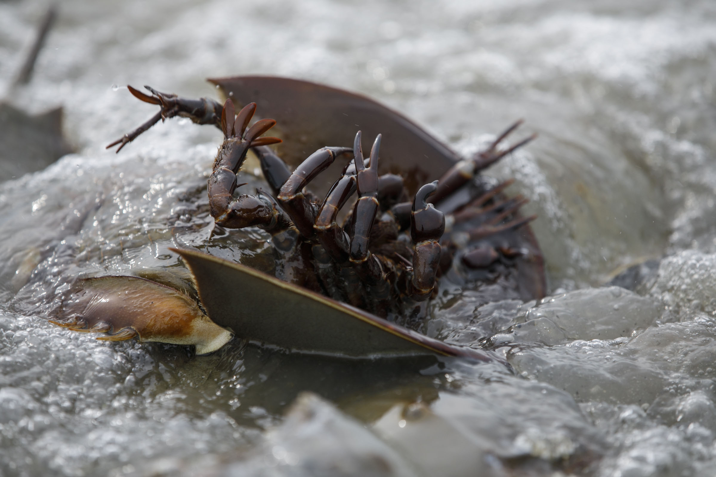 Horseshoe crabs are critical to shorebird - and human - survival