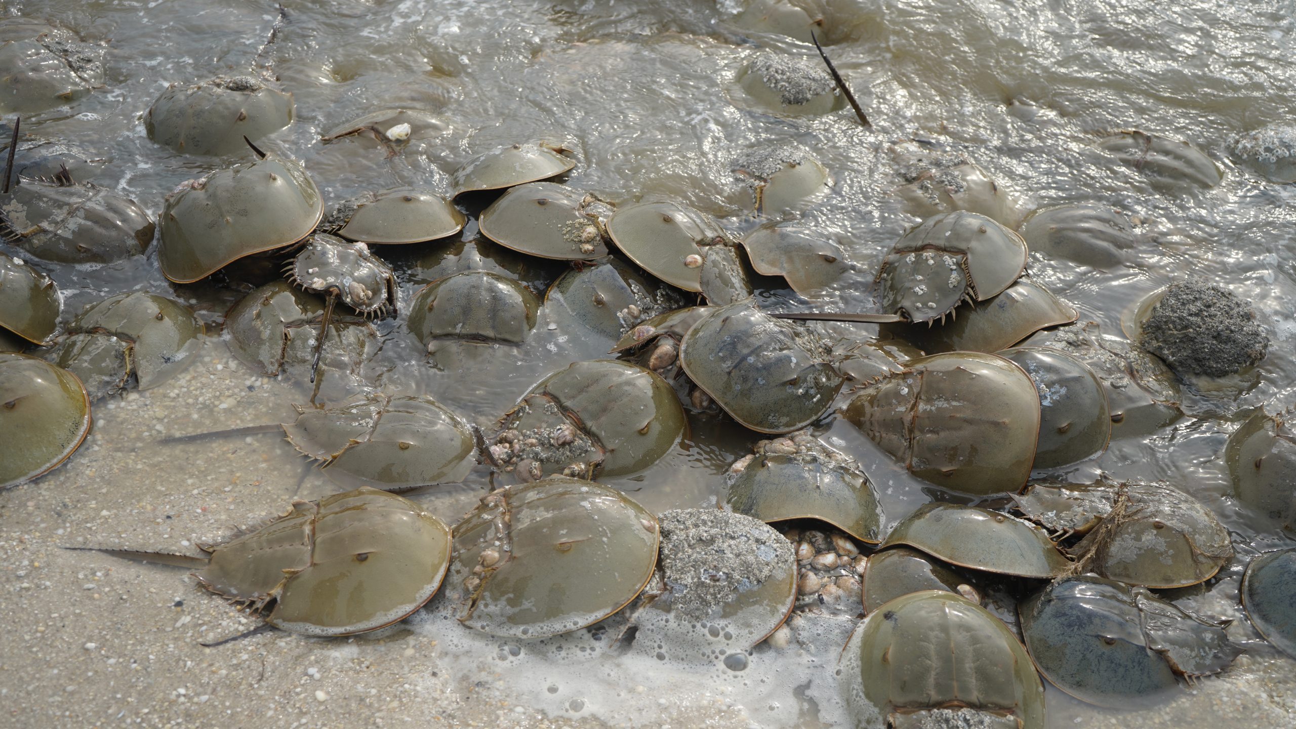 Horseshoe crabs are critical to shorebird - and human - survival