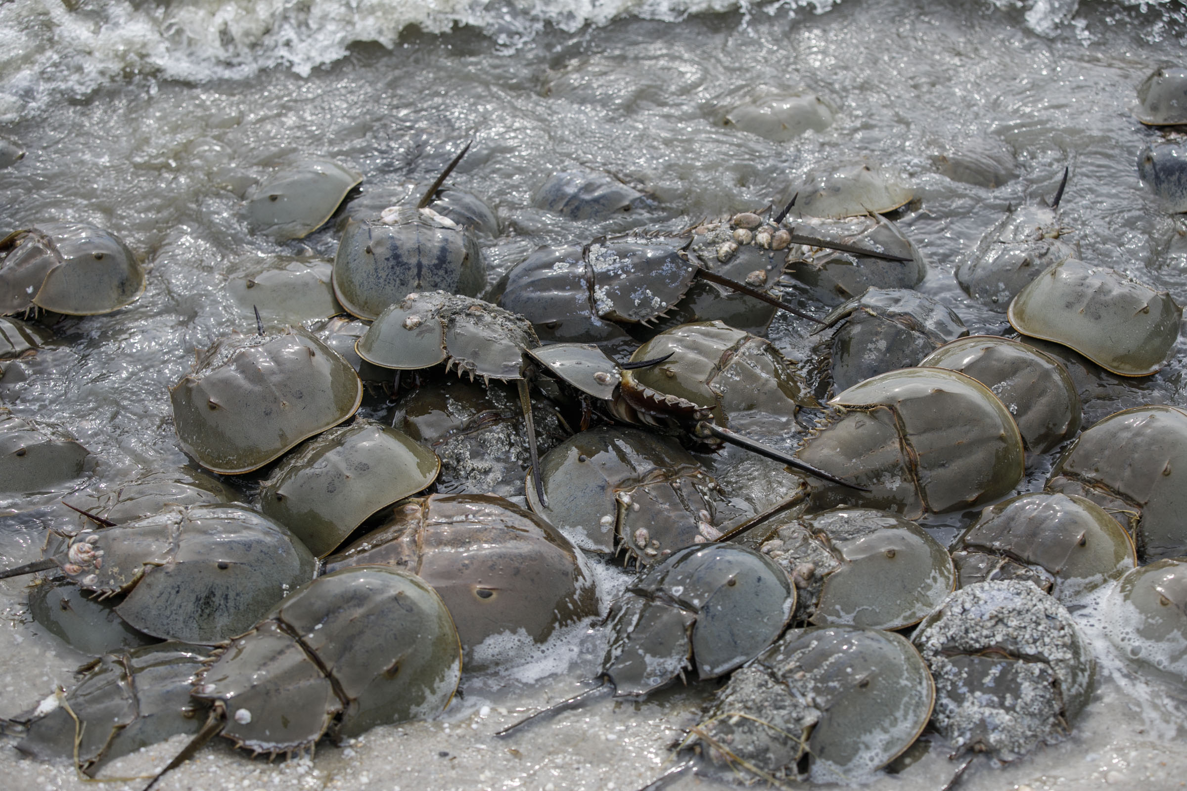 Horseshoe crabs are critical to shorebird - and human - survival