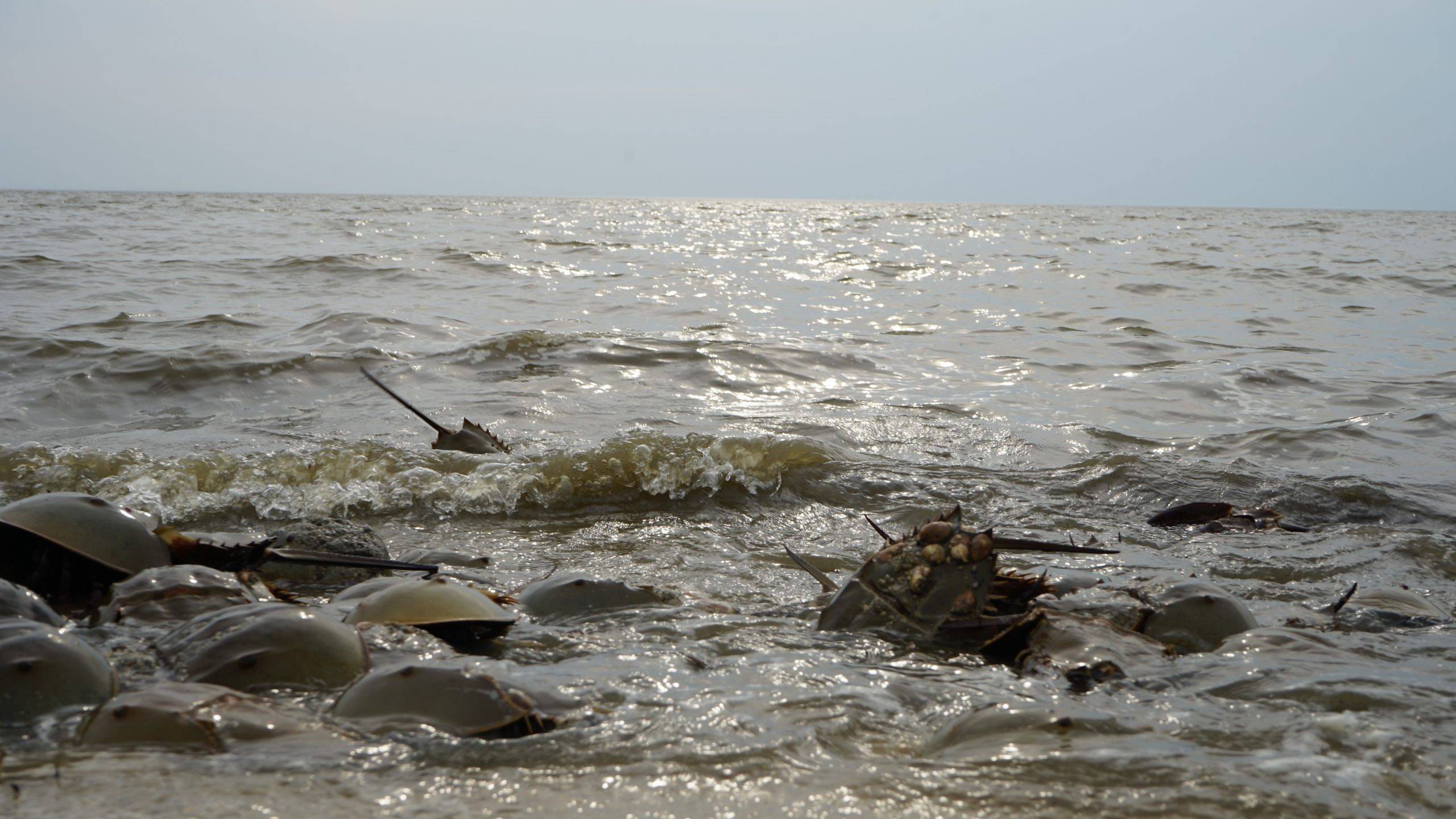 Horseshoe crabs are critical to shorebird - and human - survival