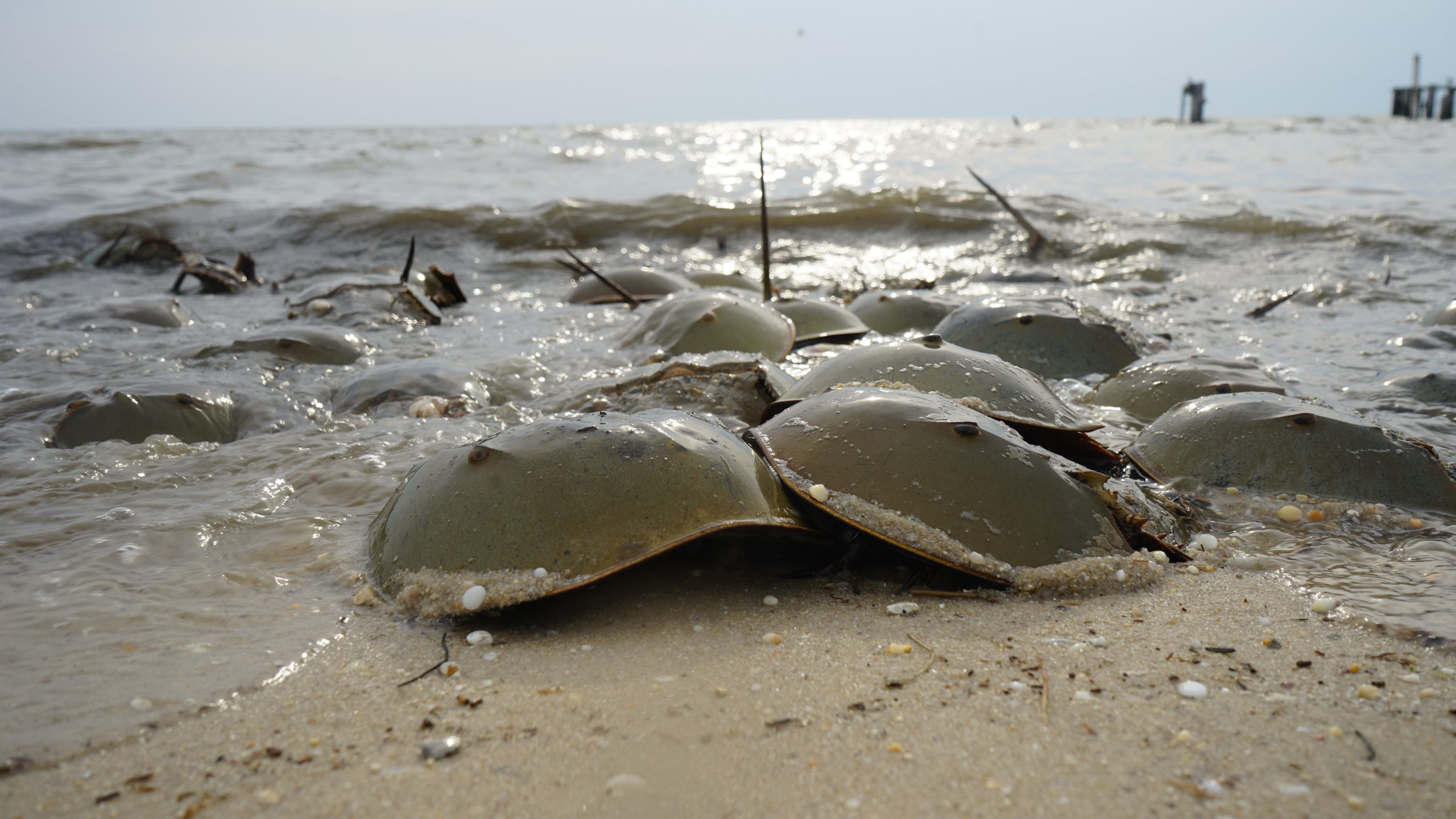 Horseshoe crabs are critical to shorebird - and human - survival