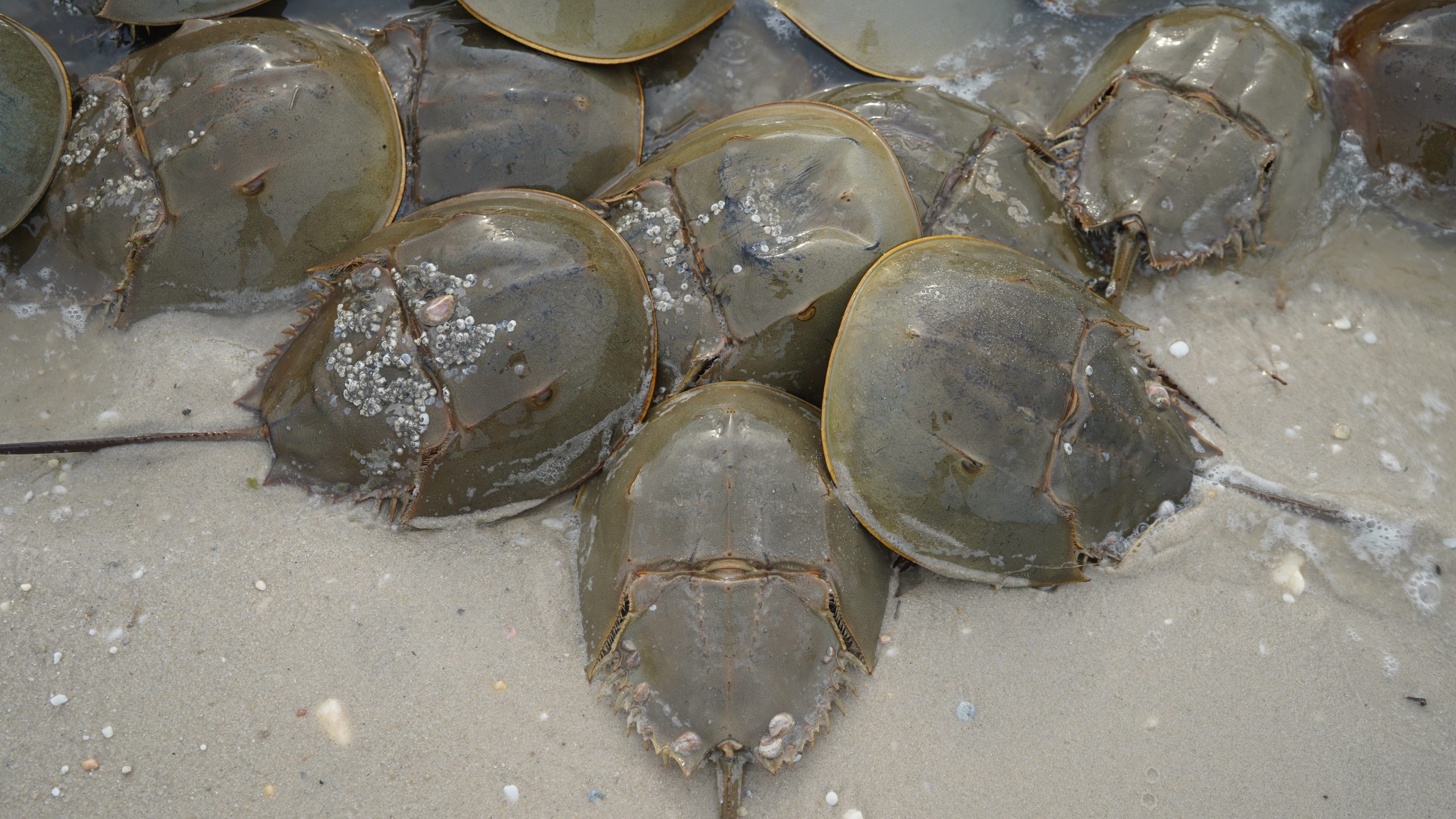 Horseshoe crabs are critical to shorebird - and human - survival