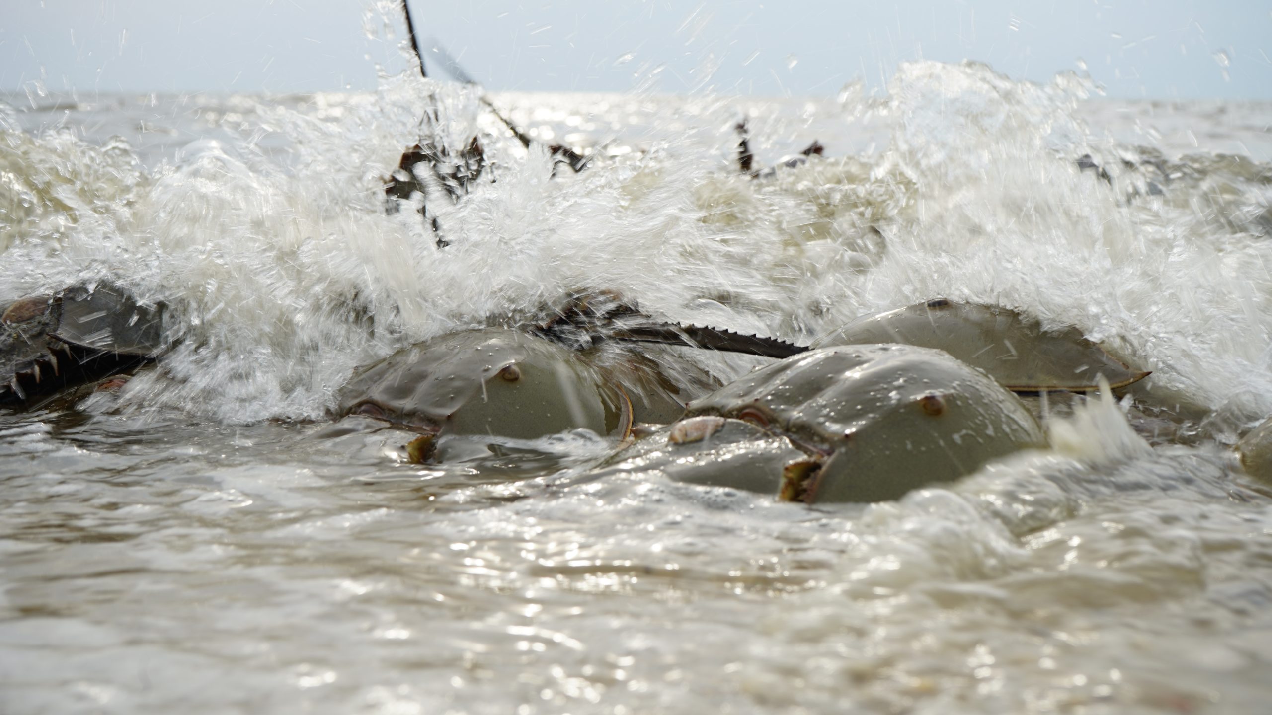 Horseshoe crabs are critical to shorebird - and human - survival