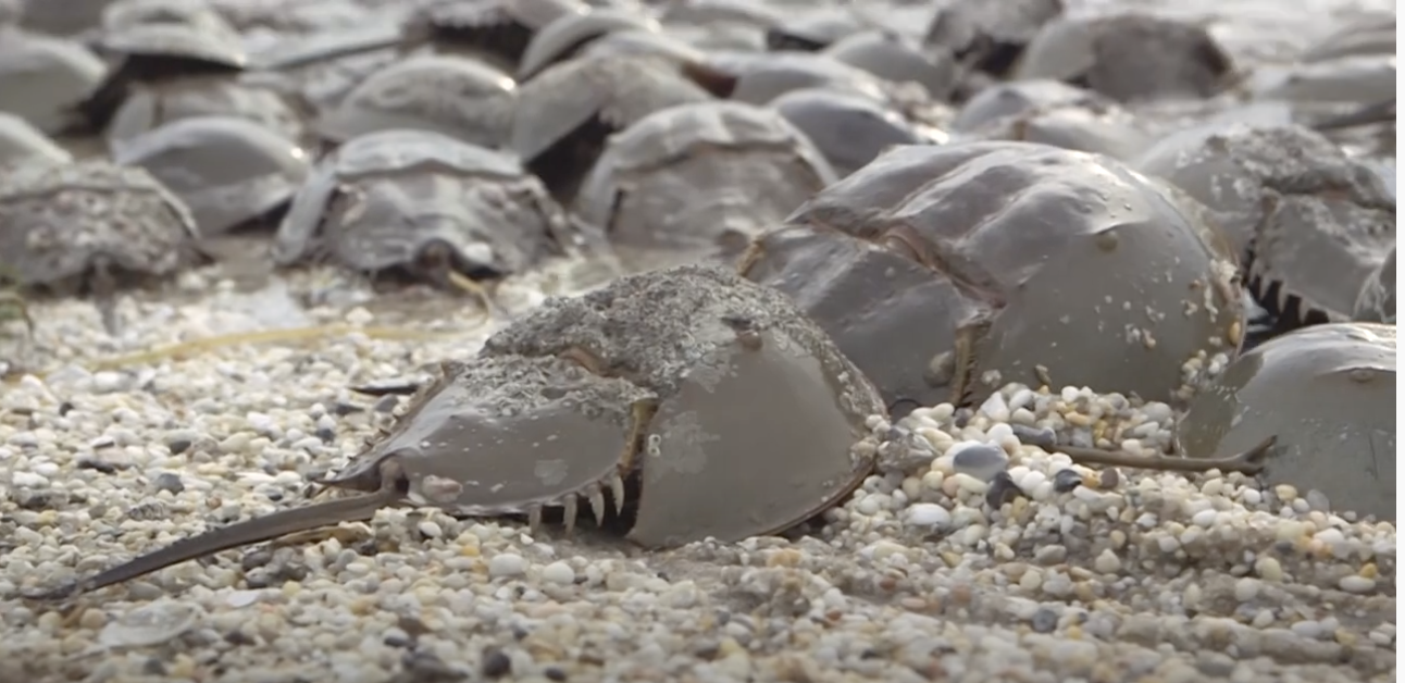 Horseshoe crabs are critical to shorebird - and human - survival