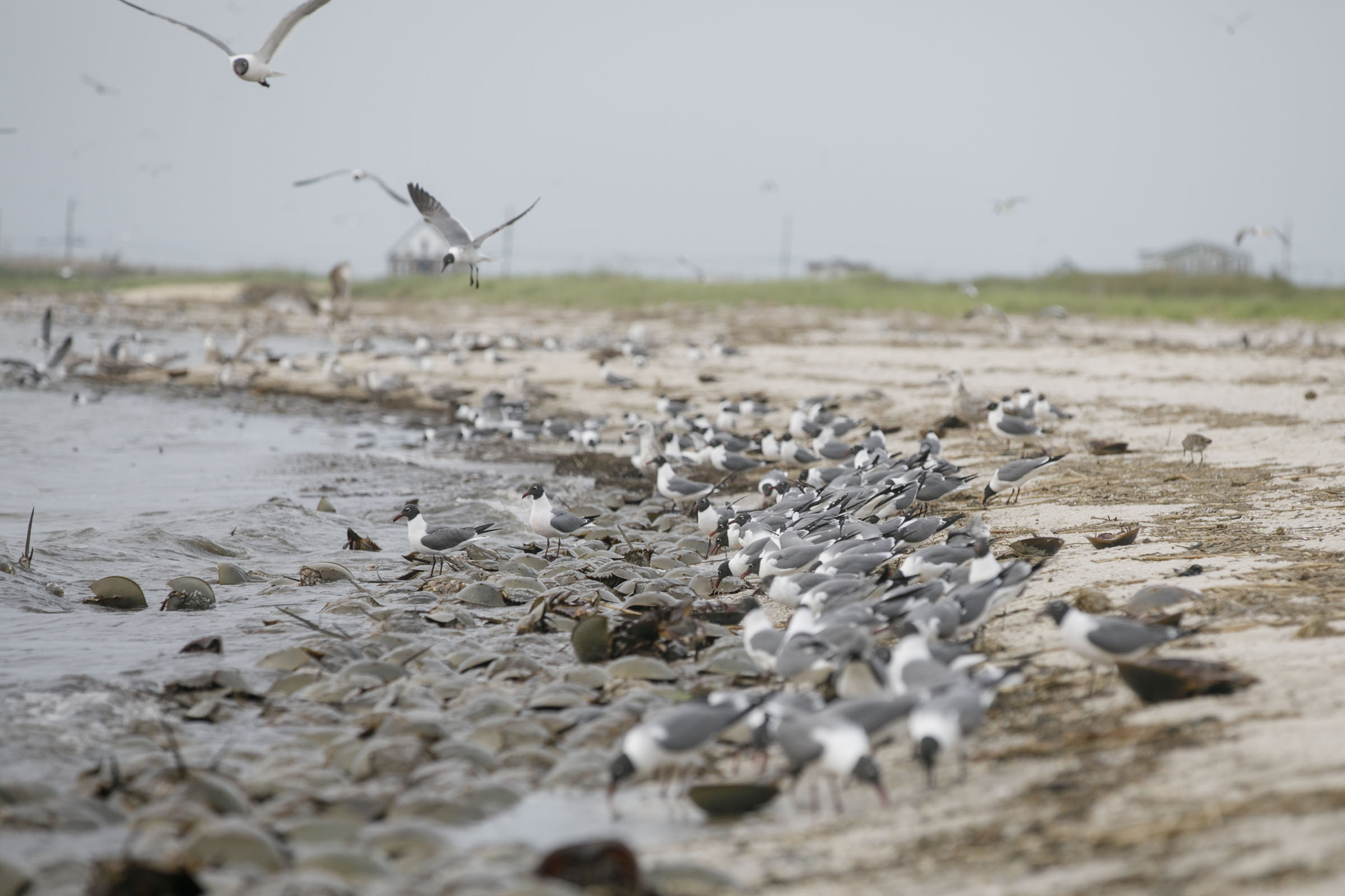 Horseshoe crabs are critical to shorebird - and human - survival