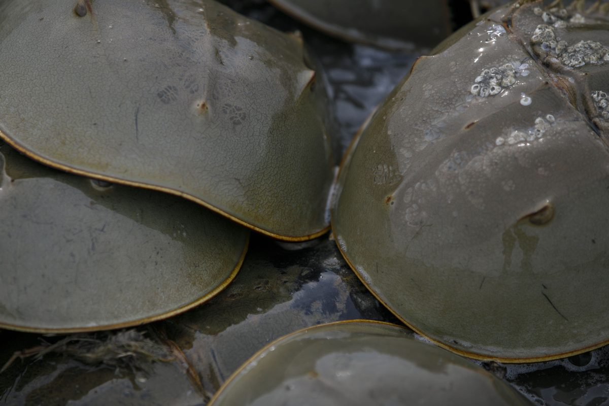 Horseshoe crabs at the Delaware Bay. Photo by Miguel Martinez.