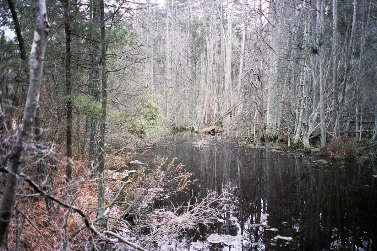 Swamp%2C+Pinelands%2C+NJ+2+by+MatthewChamberlain+is+licensed+under+CC+BY-NC-SA+2.0