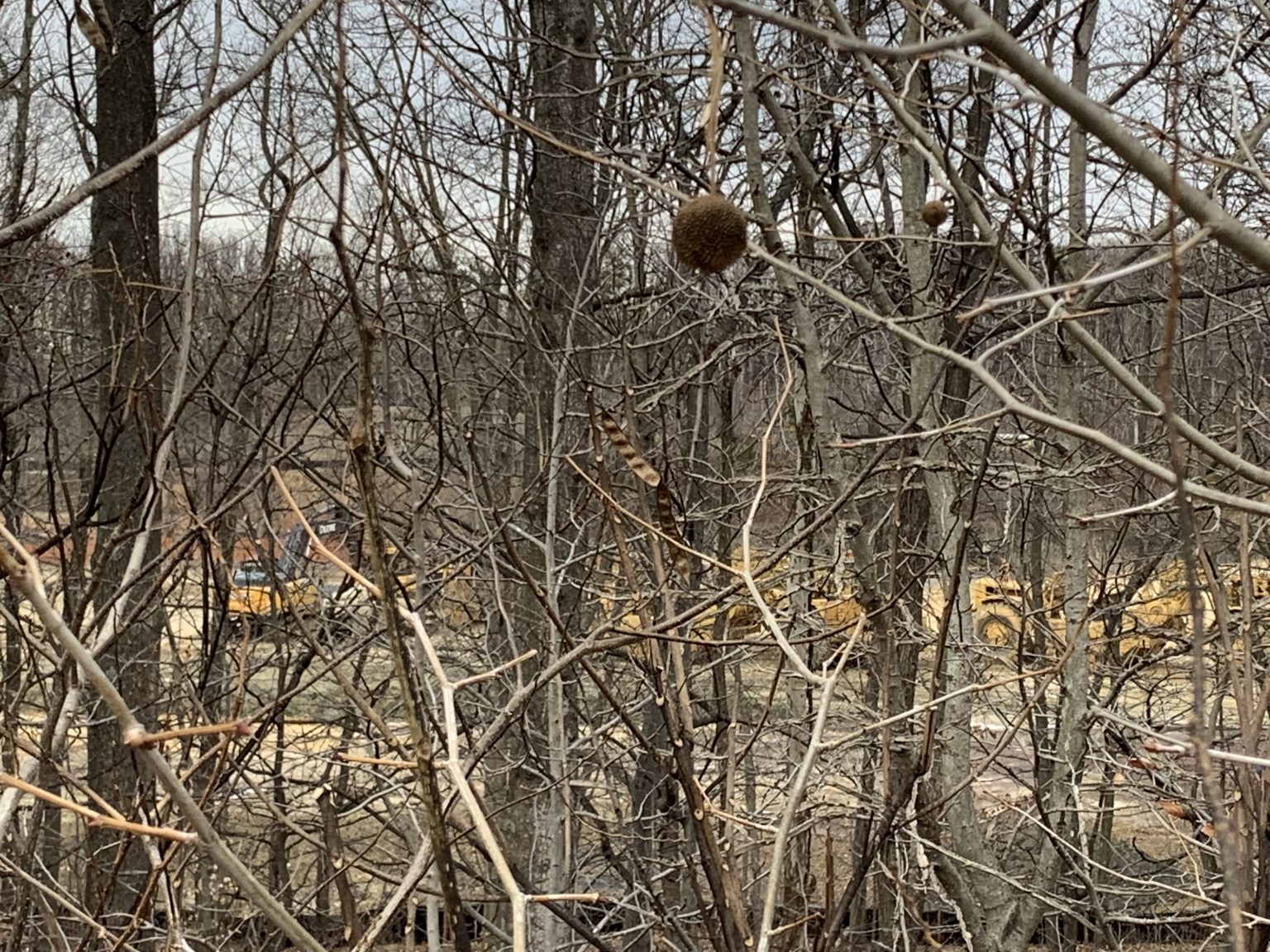 Jean Ric Edelman Fossil Park Museum Goes Net Zero South Jersey   Construction Vehicles Behind Weeds 1536x1152 