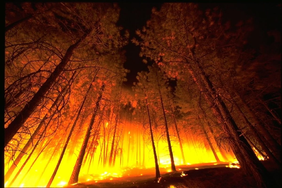 Forest+Fire