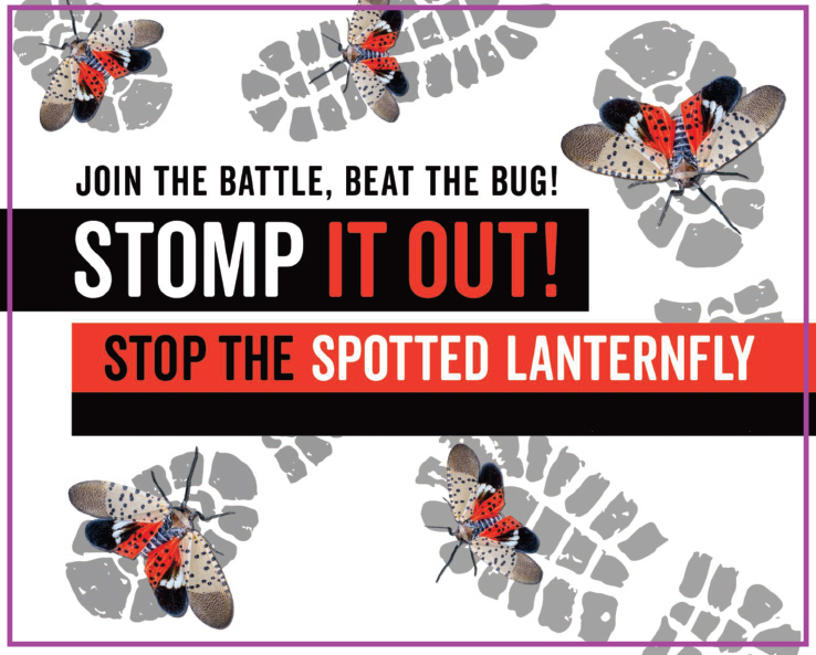 An image from the New Jersey Department of Agriculture campaign to educate the public  about the spotted lanternfly. (Image via NJ.gov)