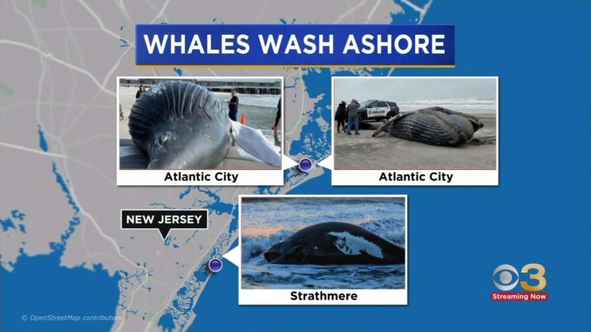 A CBS Philadelphia TV news broadcast from Jan. 2023. News reports on whale deaths and the offshore wind industry have become increasingly common.