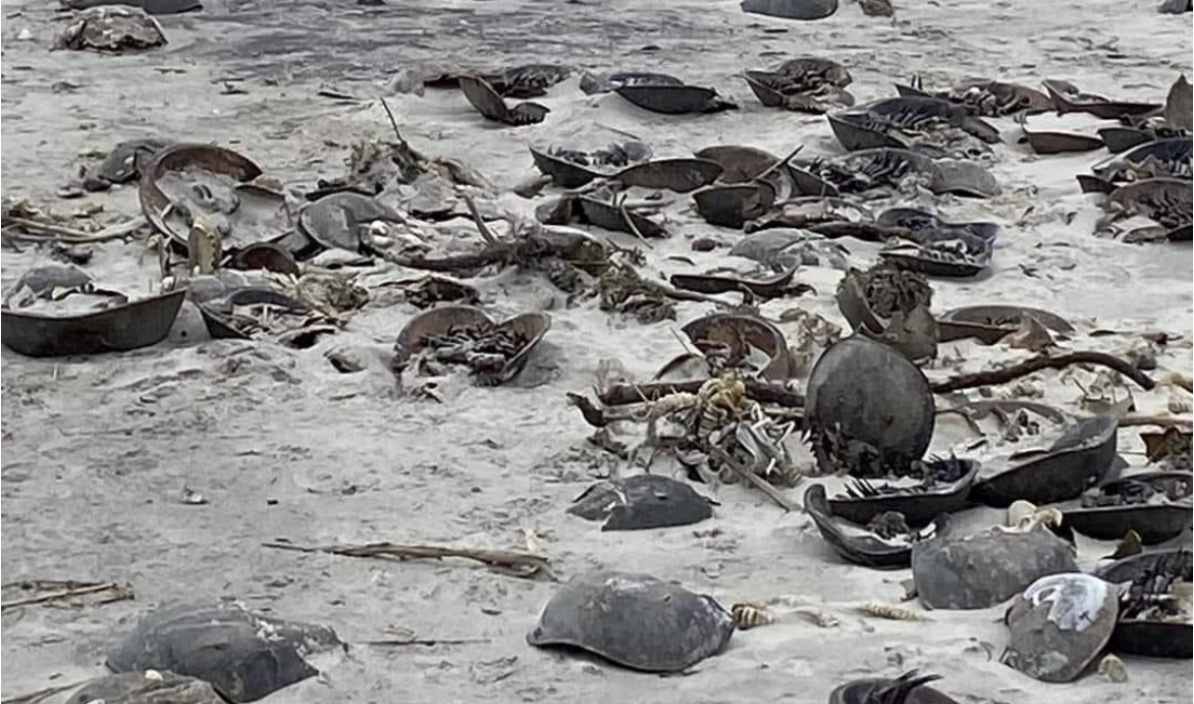 Hundreds of horseshoe crabs washed up on Ocean City beaches in January.