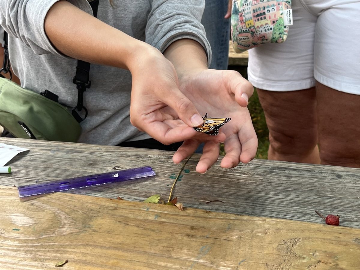 MMP naturalist Krystal Stahler demonstrates how to tag a butterfly in Cape May, NJ, Sept. 29, 2024. 