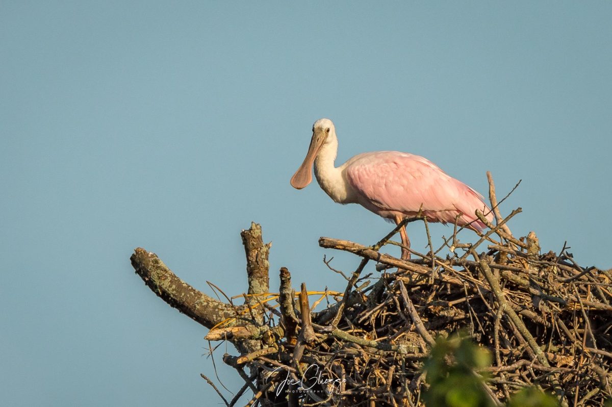 Roseate Spoonbill sits on top of a tree at Cape May, N.J. on Sept. 16, 2017. (Joe Gliozzo)