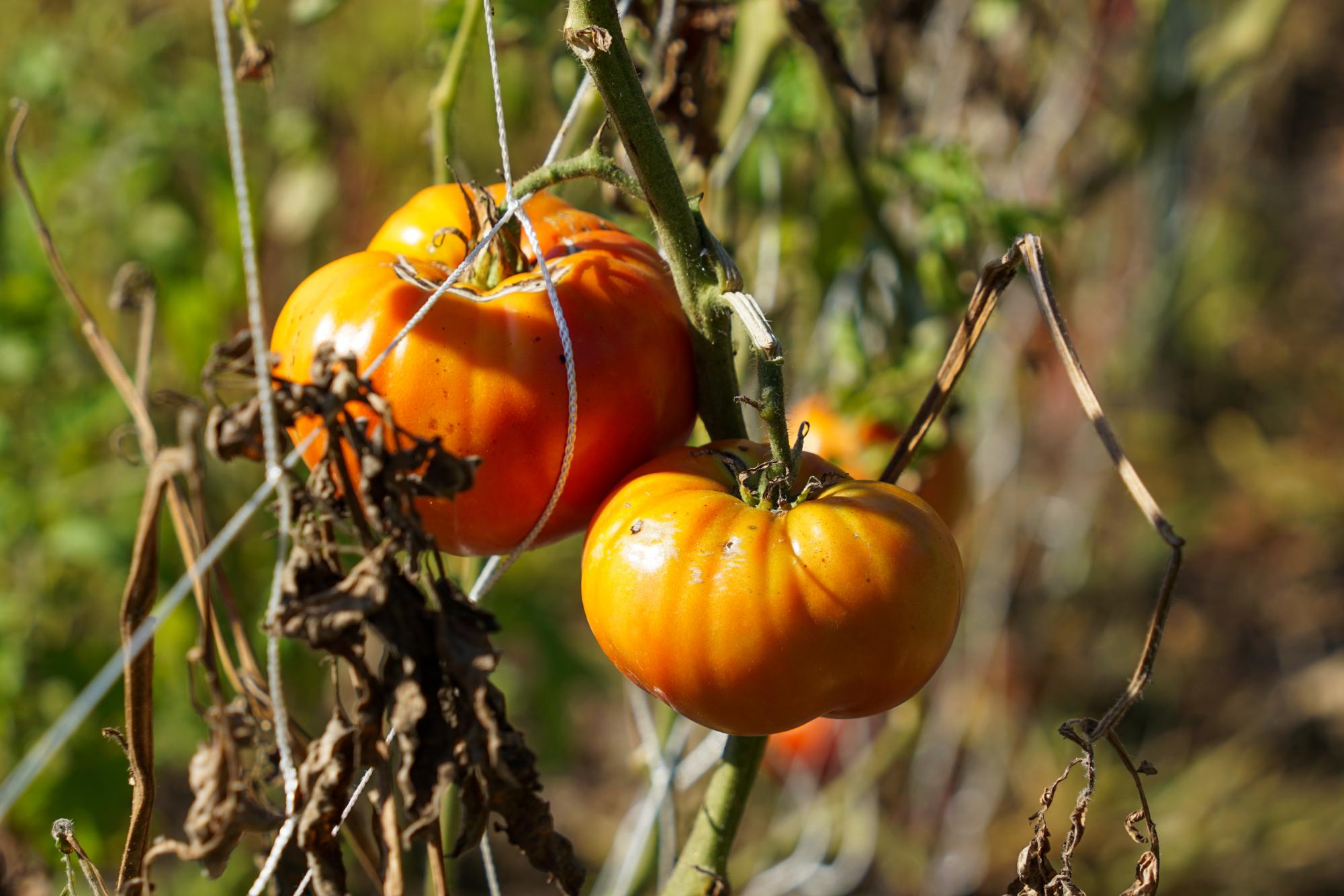 Tomia MacQueen and her family's 42-acre family-owned farm produces organically and ethically raised food with an emphasis on community building.