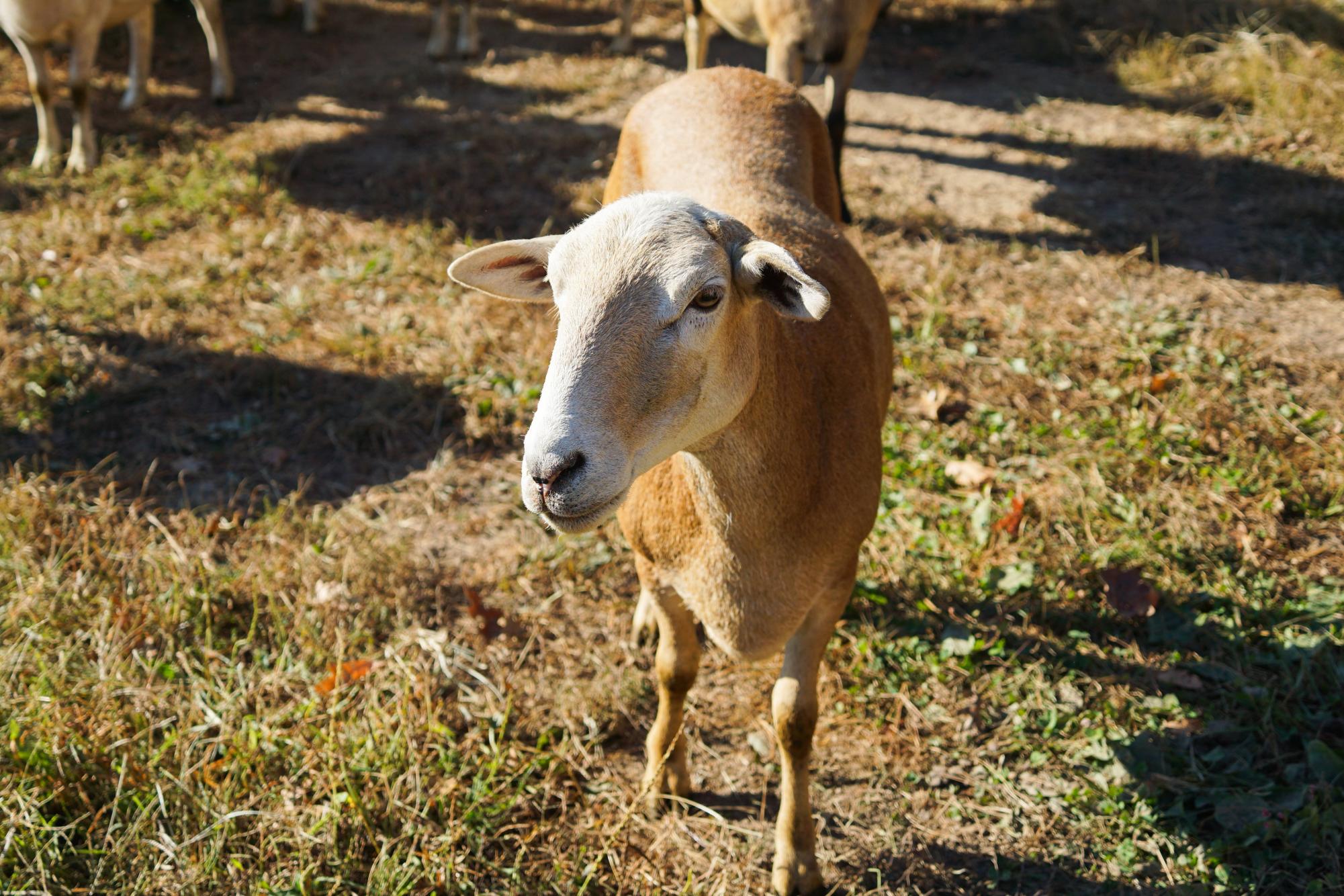 Tomia MacQueen and her family's 42-acre family-owned farm produces organically and ethically raised food with an emphasis on community building.