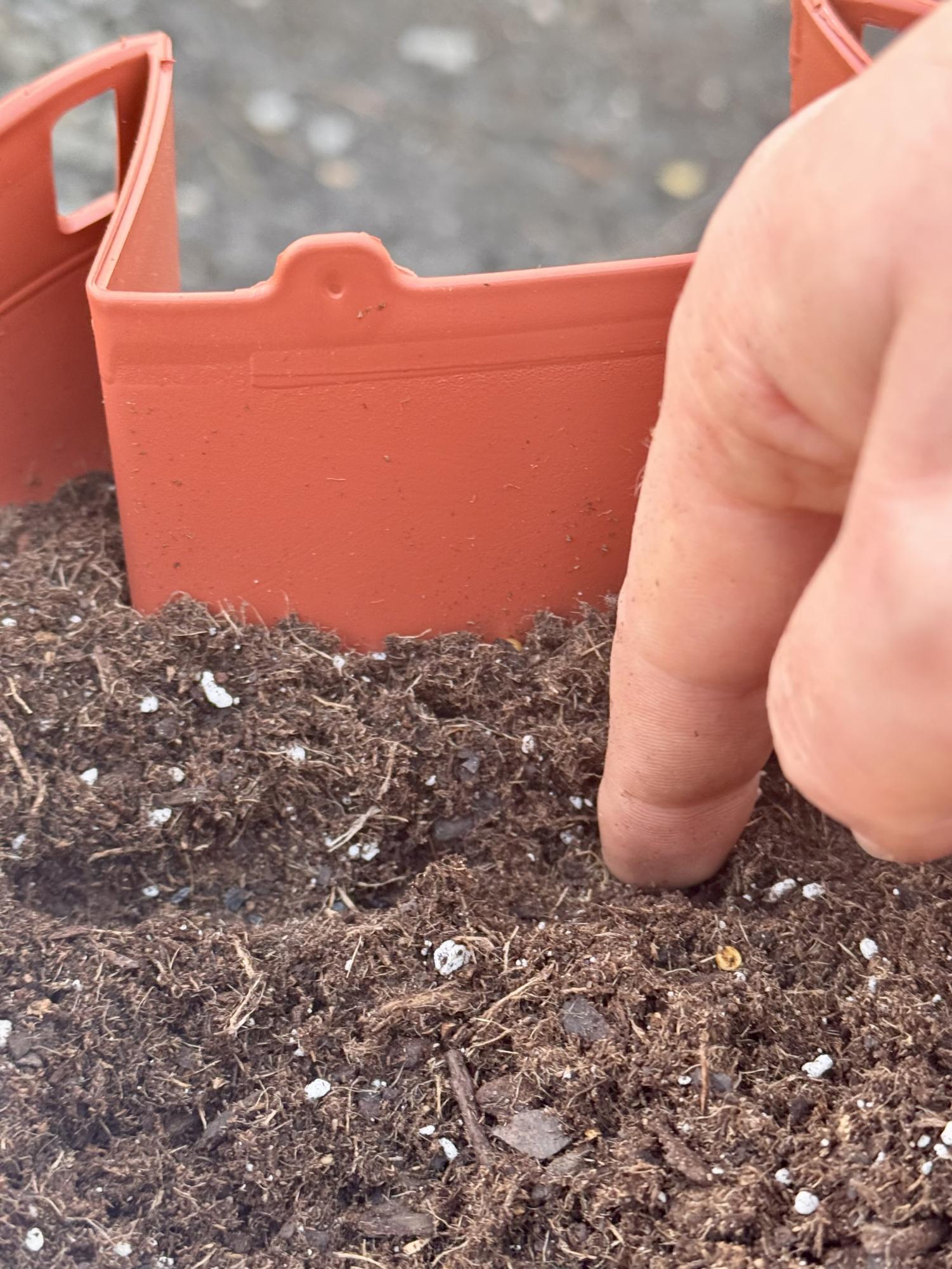 DIY: Growing a native pollinator garden