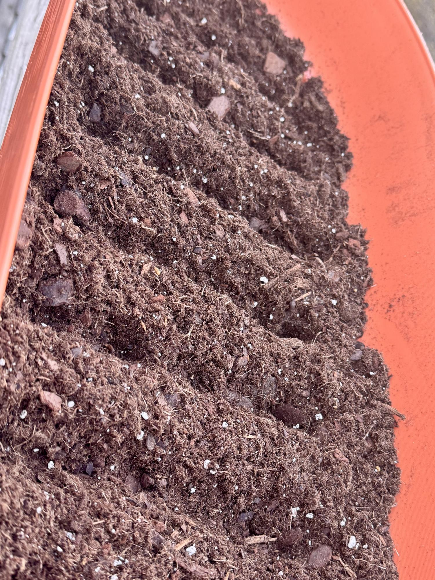 DIY: Growing a native pollinator garden