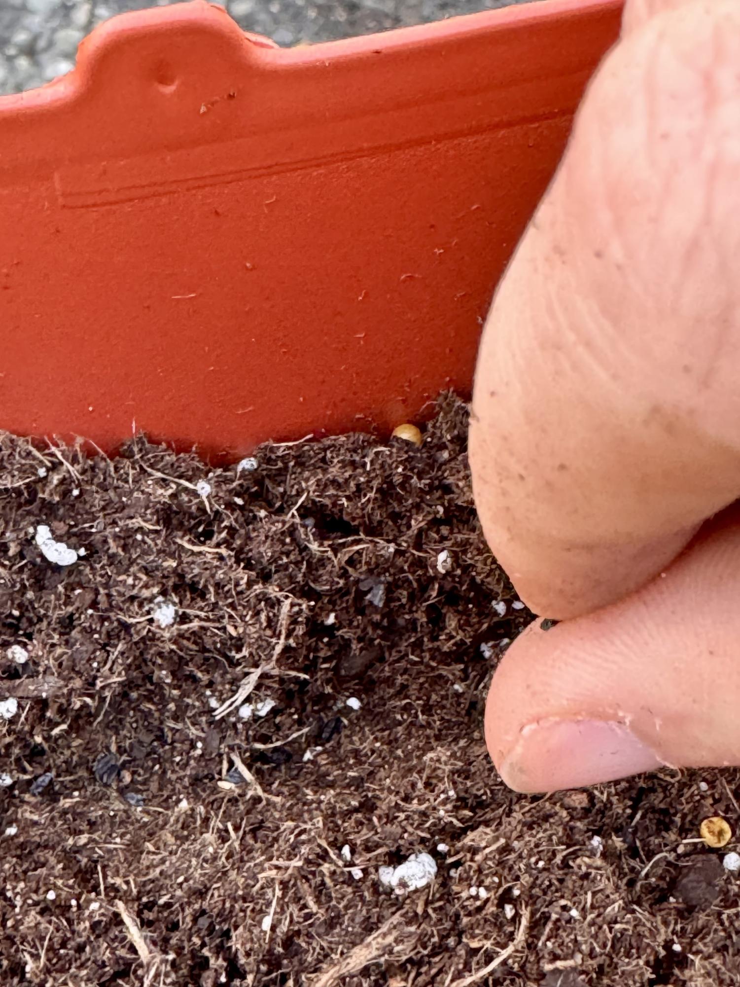 DIY: Growing a native pollinator garden