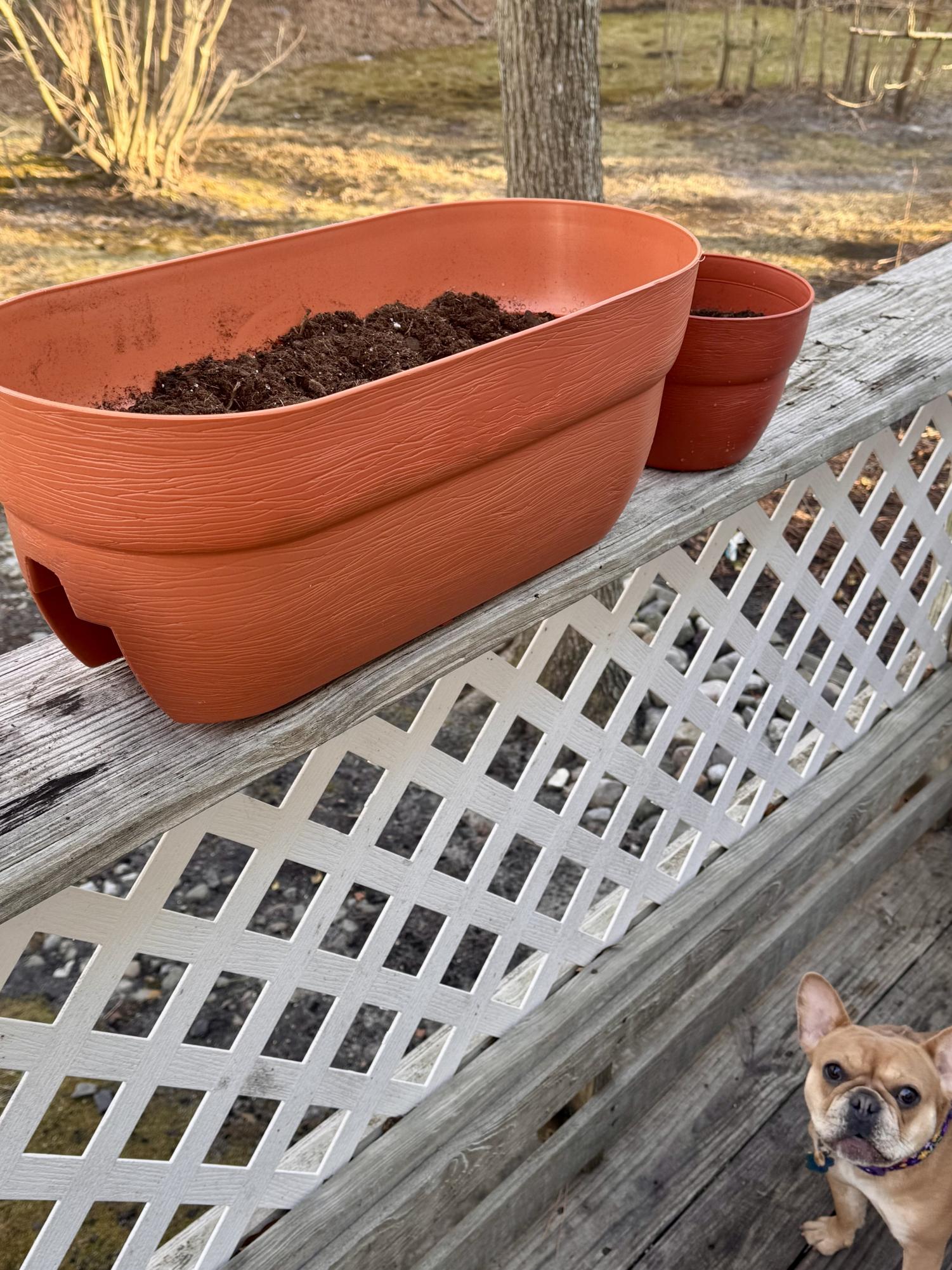 DIY: Growing a native pollinator garden