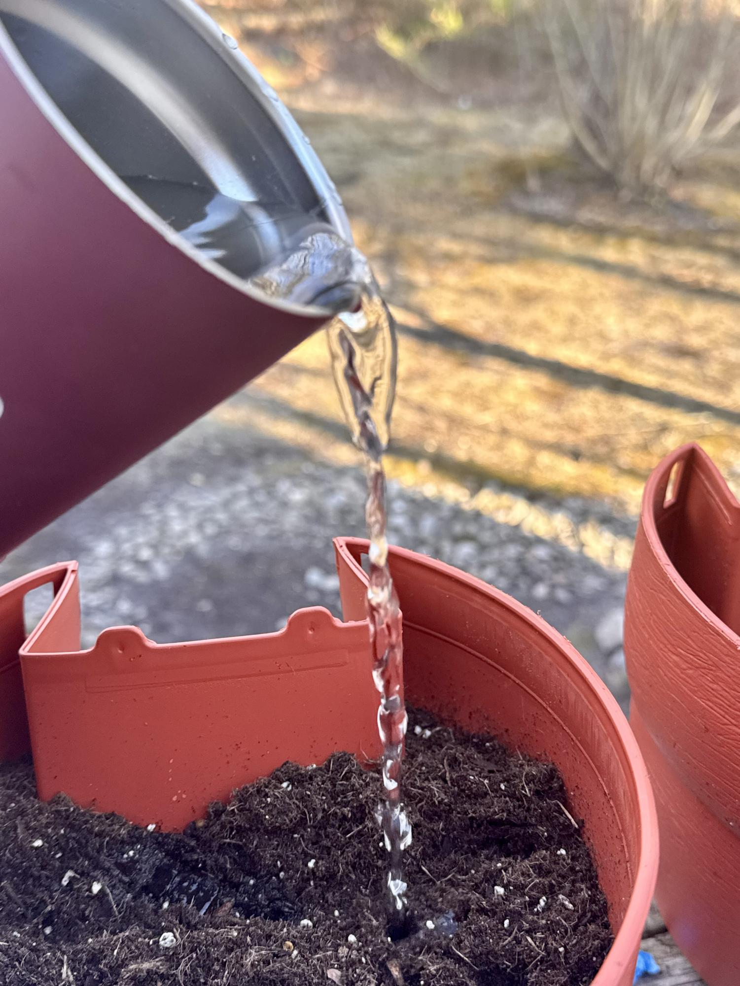 DIY: Growing a native pollinator garden