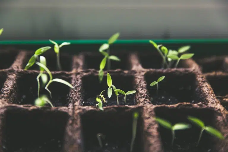 Close up of sprouting plants 
(Photo courtesy of Marcus Spiske)