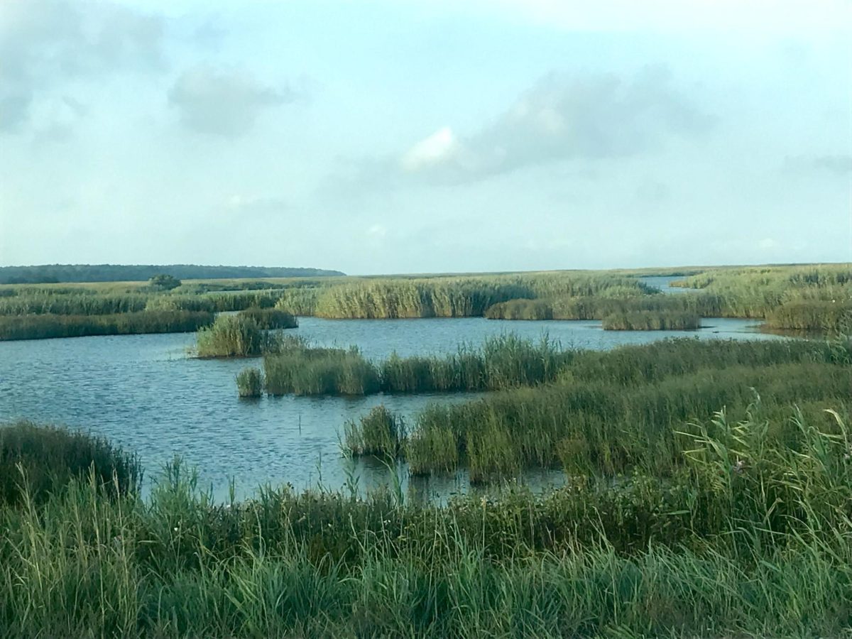 Spartina, or cordgrass, thriving in South Jersey wetlands. (Jayna Petrosh)