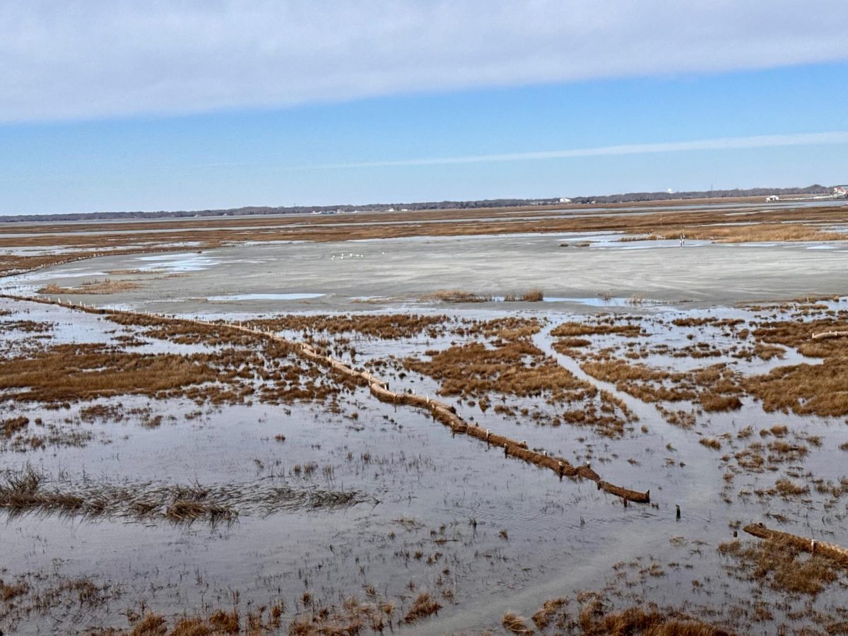 Wetlands near Stone Harbor, NJ.(Shayne Crowley)