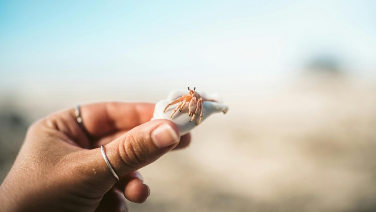 A hermit crab on display (Photo by Taryn Elliott from Pexels)