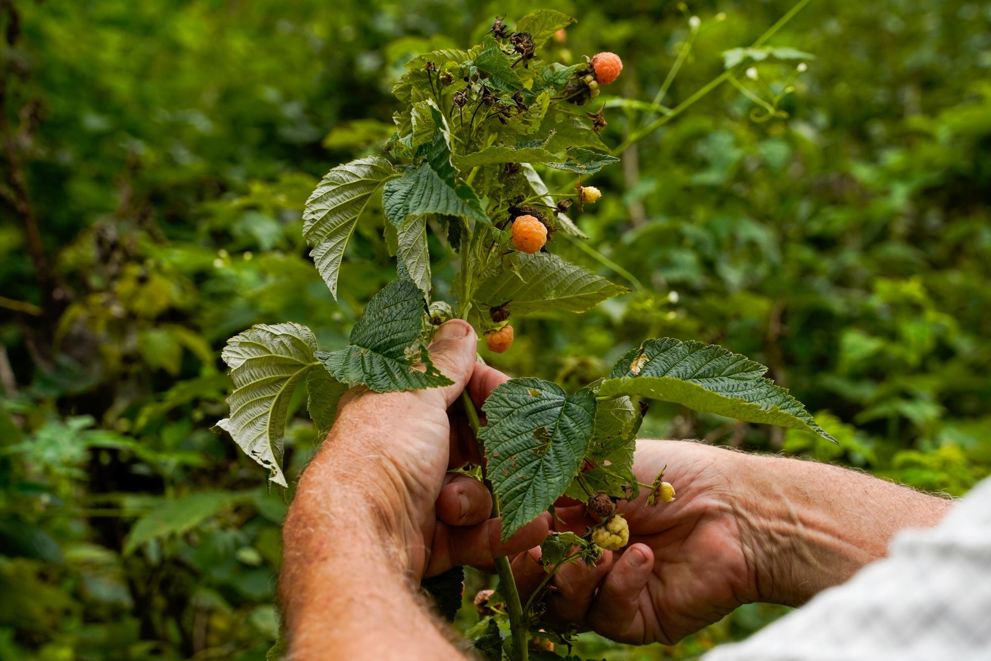 The program Worldwide Opportunities on Organic Farms (WWOOF) helps connect volunteers with local farmers.
