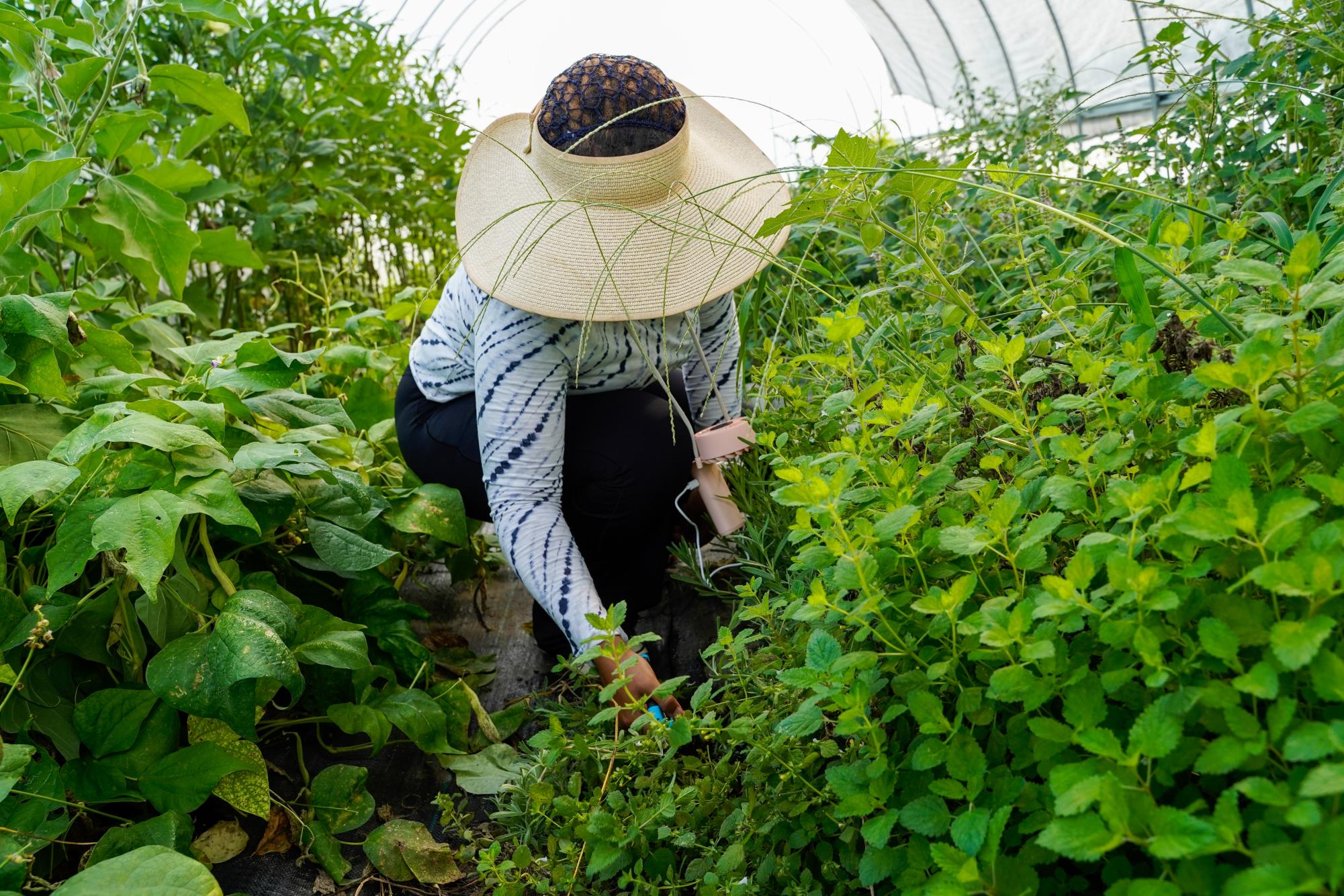 Local organic farms in South Jersey where you can volunteer, work and learn