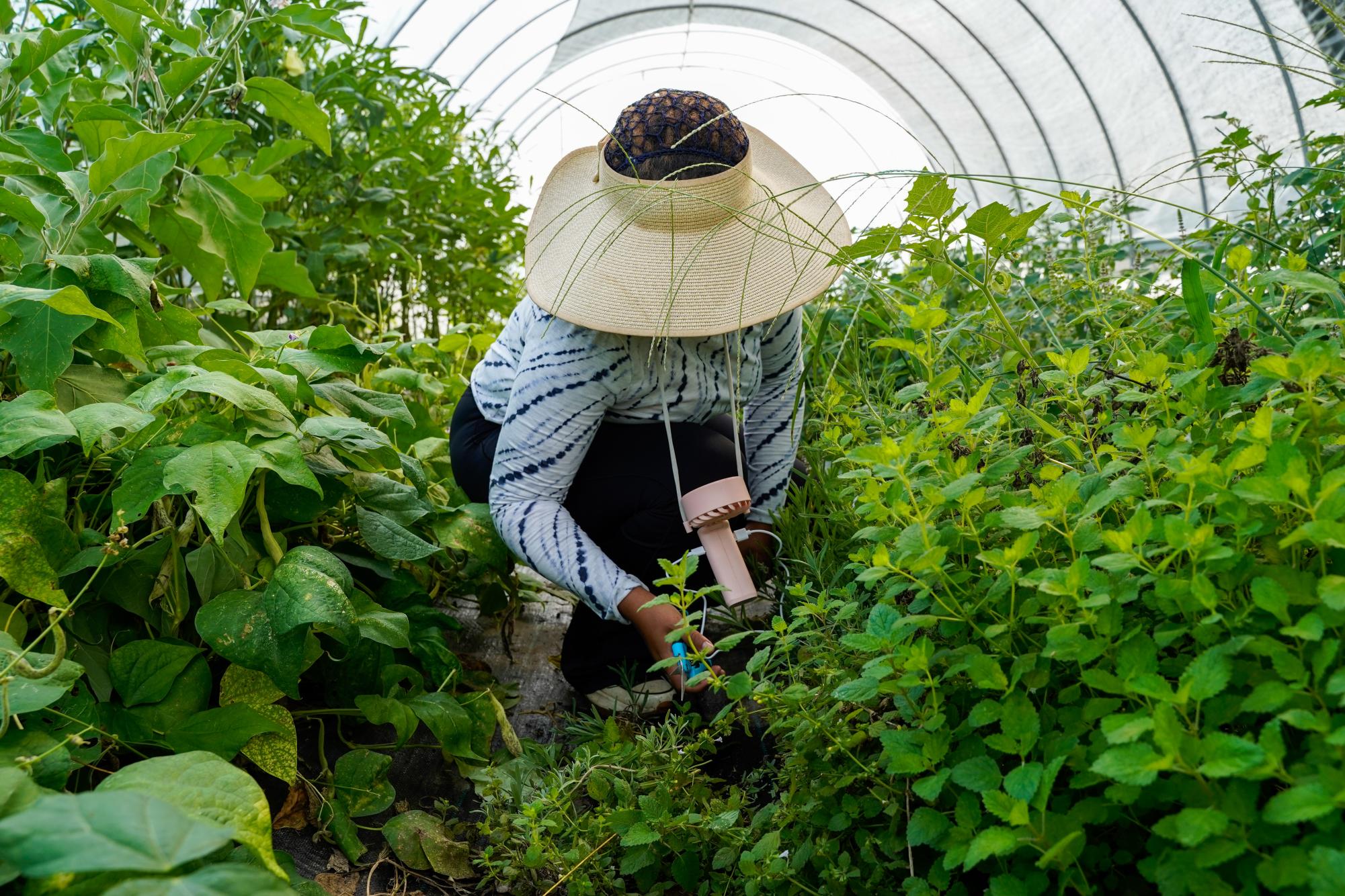 The program Worldwide Opportunities on Organic Farms (WWOOF) helps connect volunteers with local farmers.