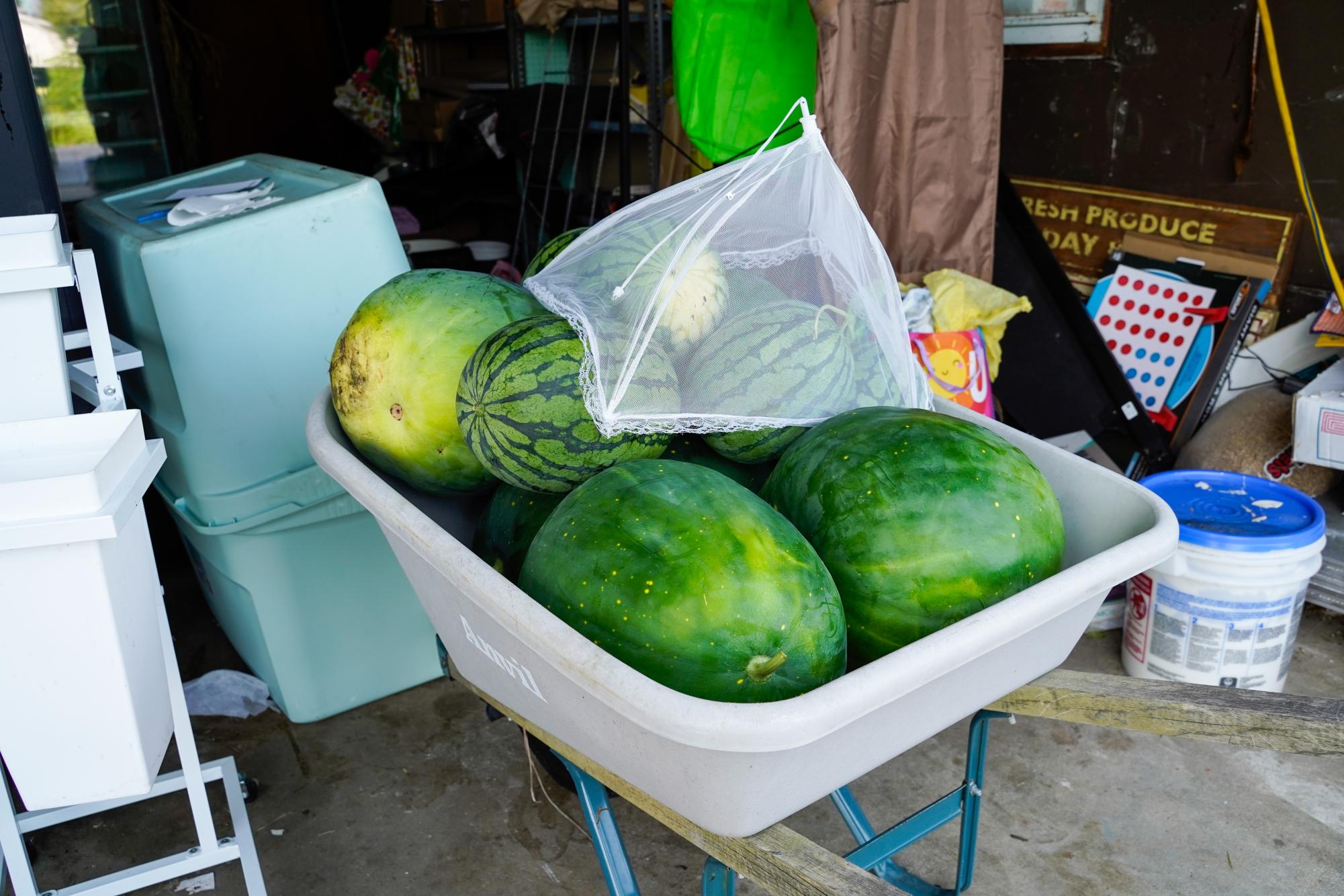 The program Worldwide Opportunities on Organic Farms (WWOOF) helps connect volunteers with local farmers.