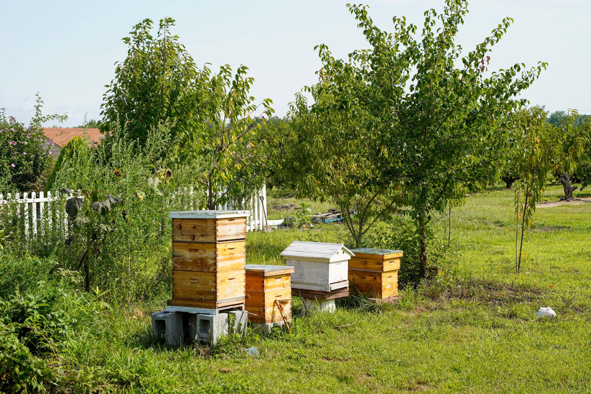 The program Worldwide Opportunities on Organic Farms (WWOOF) helps connect volunteers with local farmers.