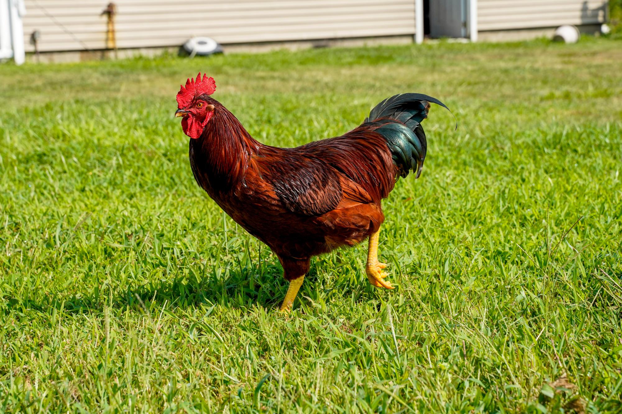 The program Worldwide Opportunities on Organic Farms (WWOOF) helps connect volunteers with local farmers.
