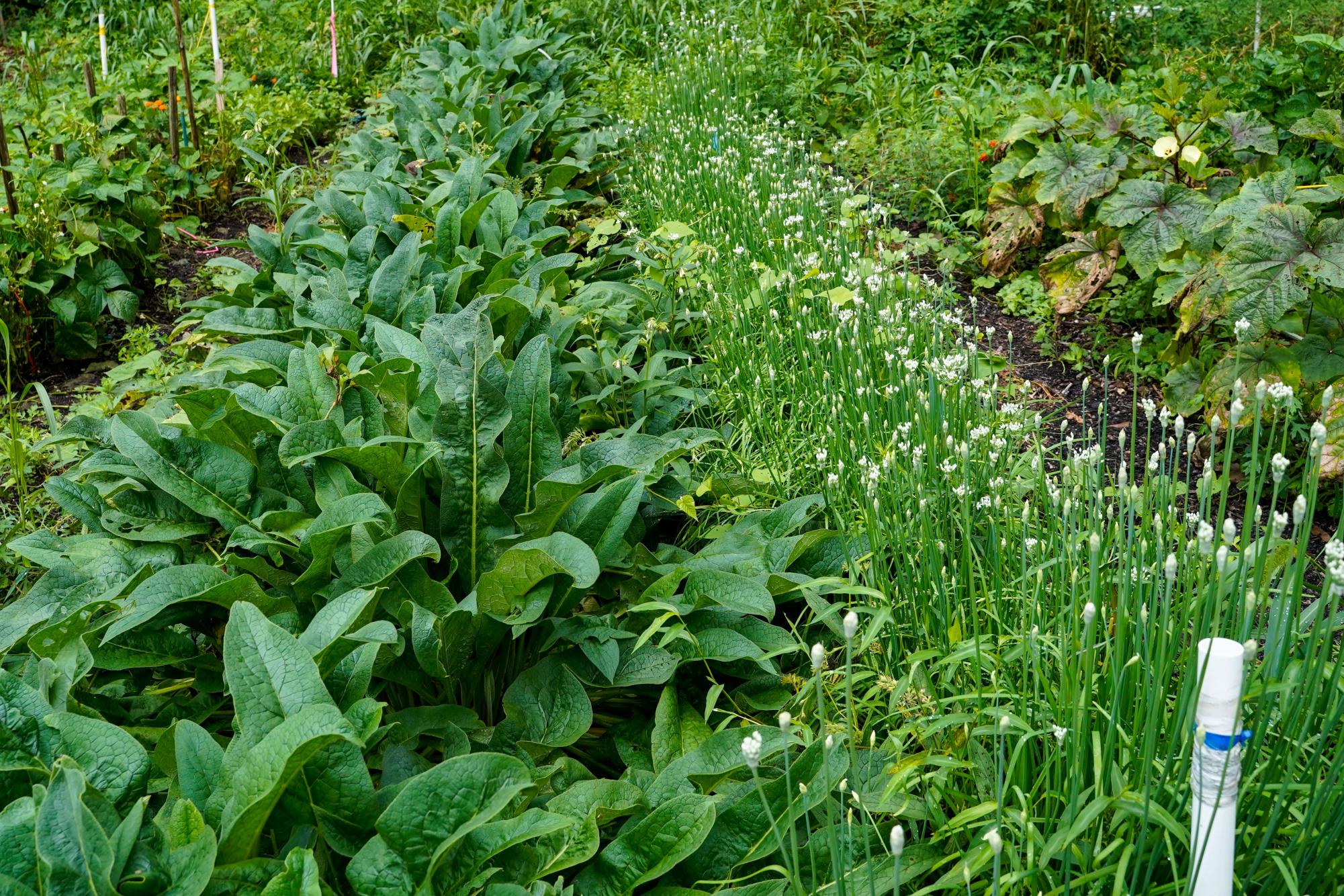 The program Worldwide Opportunities on Organic Farms (WWOOF) helps connect volunteers with local farmers.