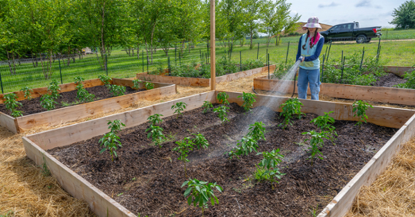 Plants being watered at the regenerative farm on Rowan’s West Campus. (Rowan Today)