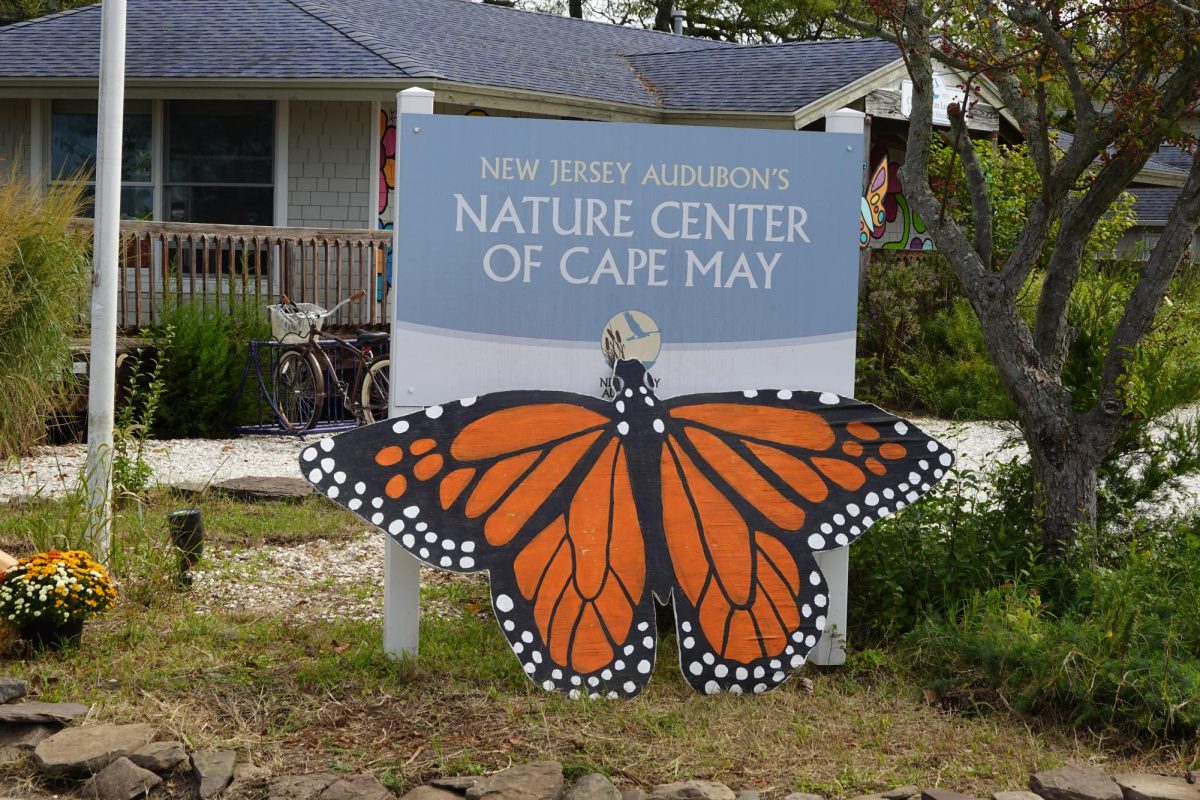 Cape May Monarch Festival event celebrates and protects migrating butterflies