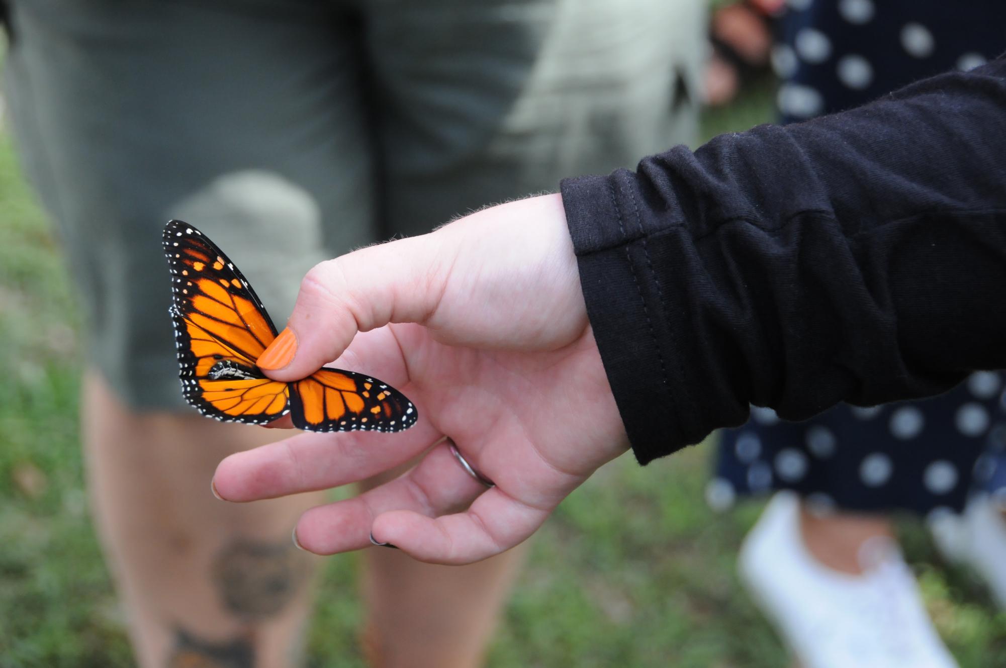 Fall is monarch migration season in South Jersey, and the annual event helps educate the public about how they can help the threatened butterflies.