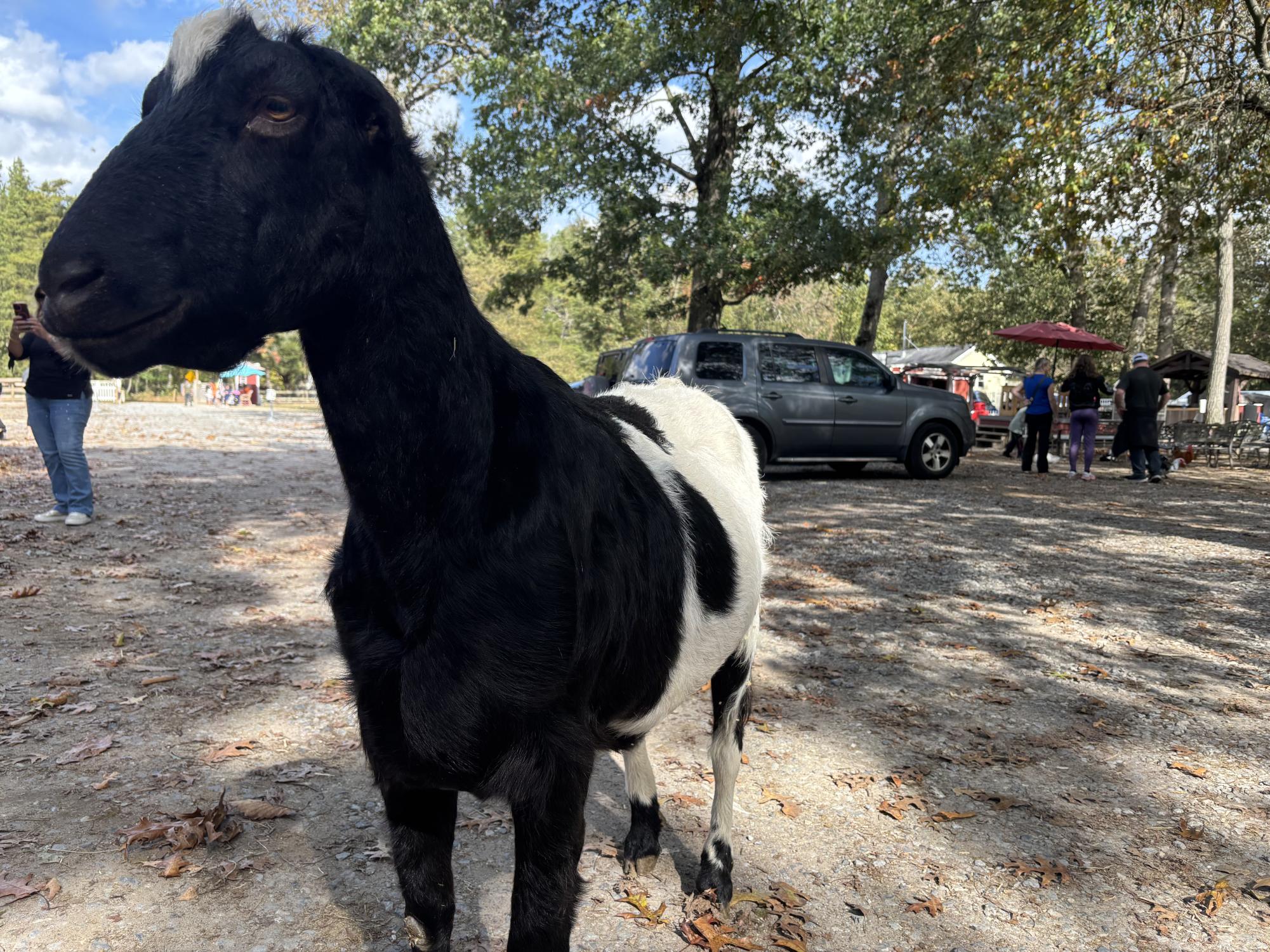 Laurie Zaleski started the May’s Landing animal sanctuary for her ailing mother. Today, it is home to over 750 animals, has inspired books and TV appearances, and welcomes visitors from around the world.