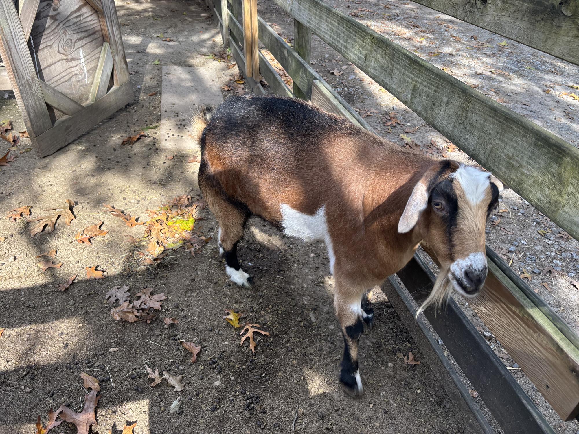 Laurie Zaleski started the May’s Landing animal sanctuary for her ailing mother. Today, it is home to over 750 animals, has inspired books and TV appearances, and welcomes visitors from around the world.