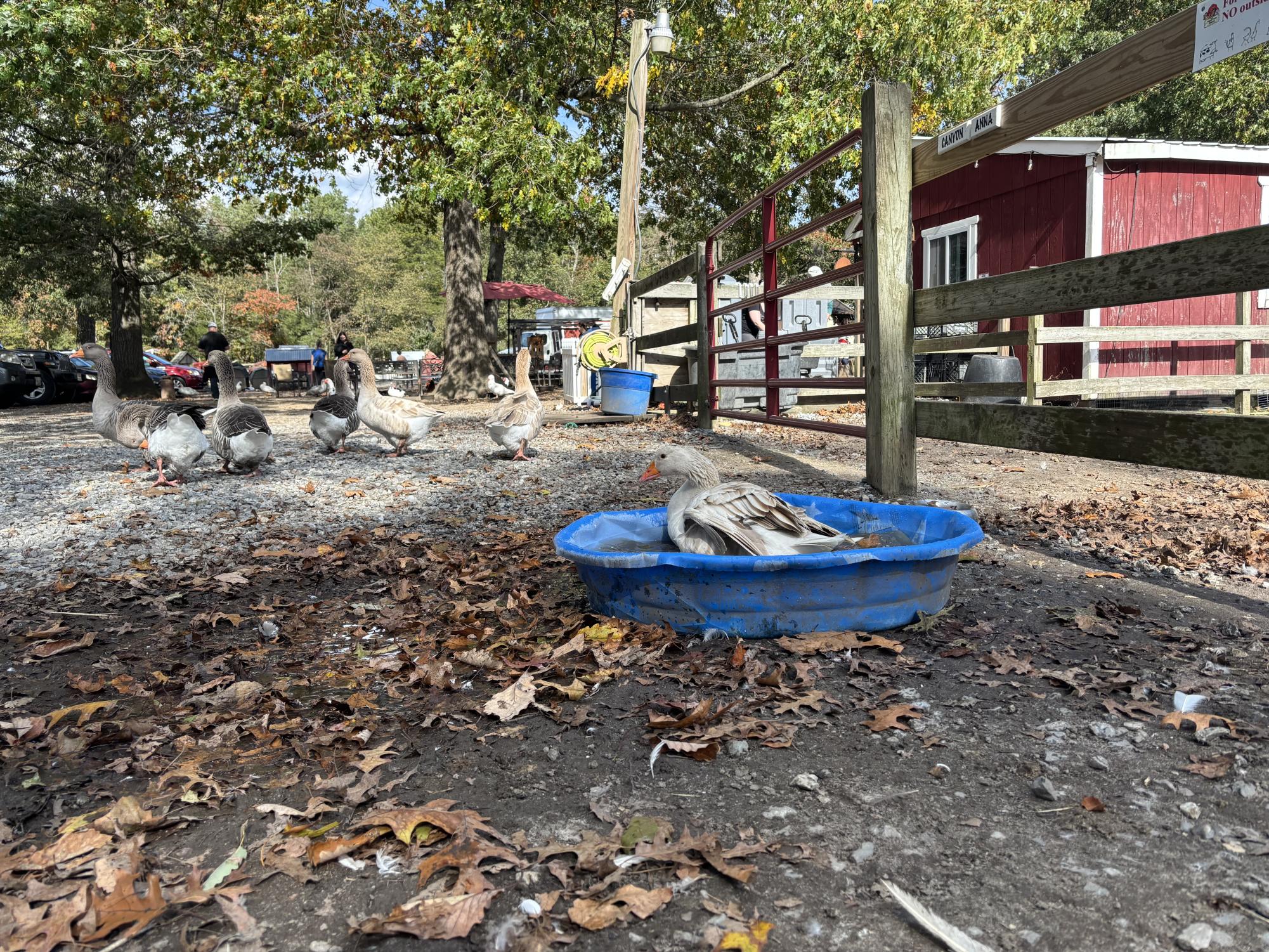 Laurie Zaleski started the May’s Landing animal sanctuary for her ailing mother. Today, it is home to over 750 animals, has inspired books and TV appearances, and welcomes visitors from around the world.