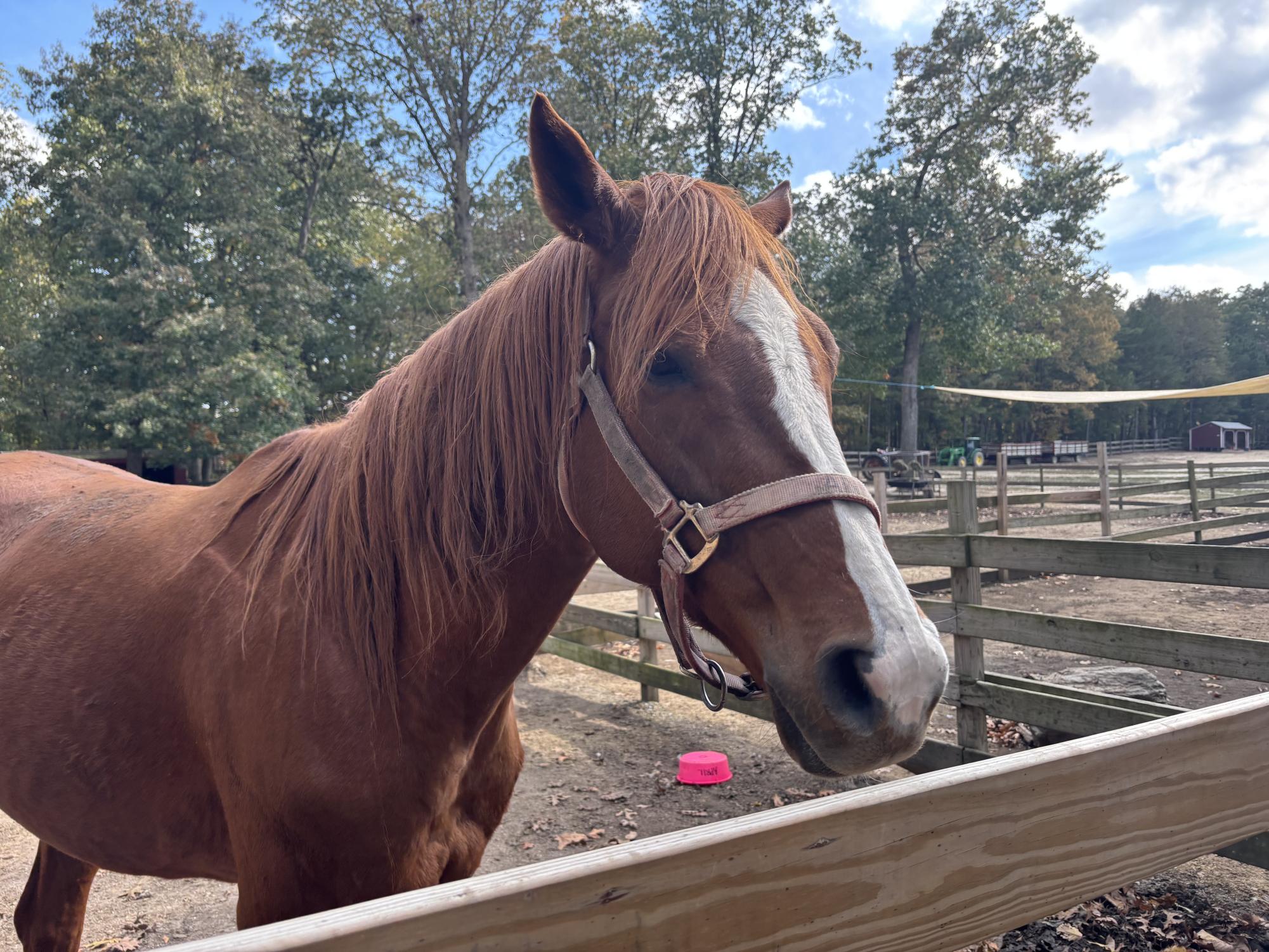 Laurie Zaleski started the May’s Landing animal sanctuary for her ailing mother. Today, it is home to over 750 animals, has inspired books and TV appearances, and welcomes visitors from around the world.