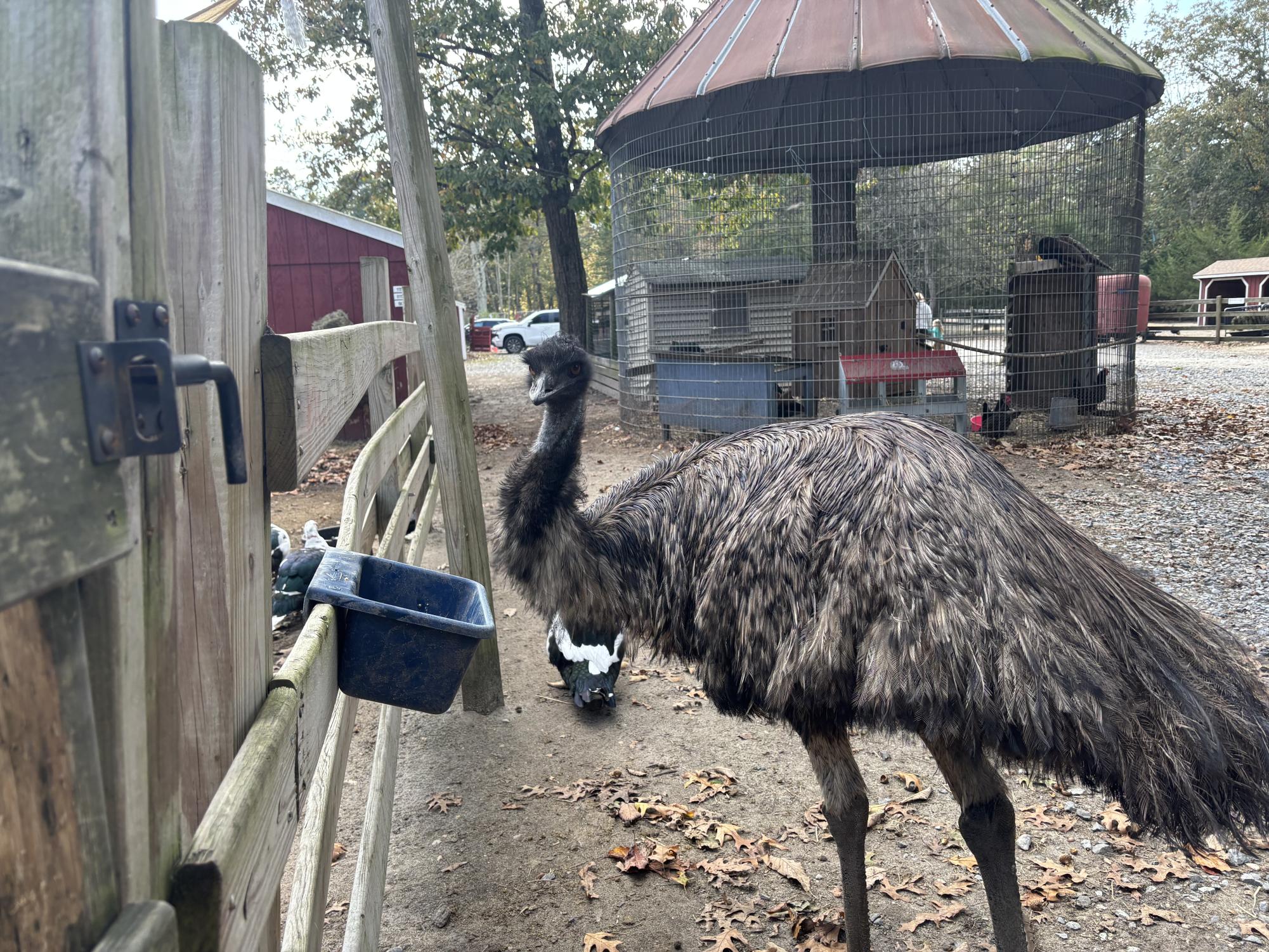 Laurie Zaleski started the May’s Landing animal sanctuary for her ailing mother. Today, it is home to over 750 animals, has inspired books and TV appearances, and welcomes visitors from around the world.