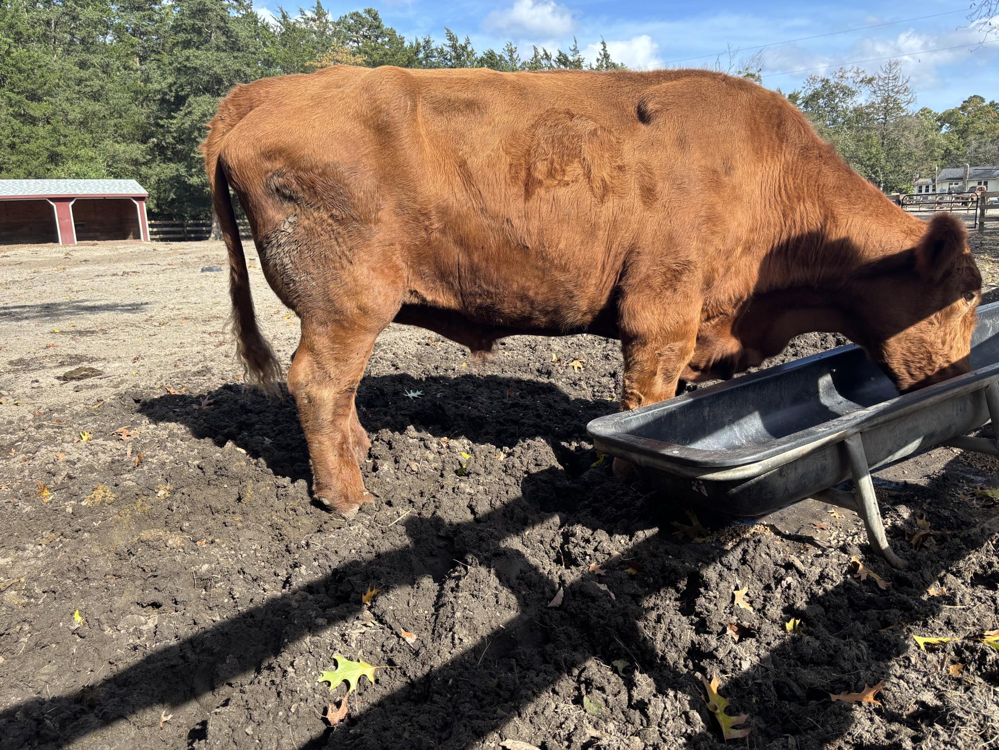 Laurie Zaleski started the May’s Landing animal sanctuary for her ailing mother. Today, it is home to over 750 animals, has inspired books and TV appearances, and welcomes visitors from around the world.
